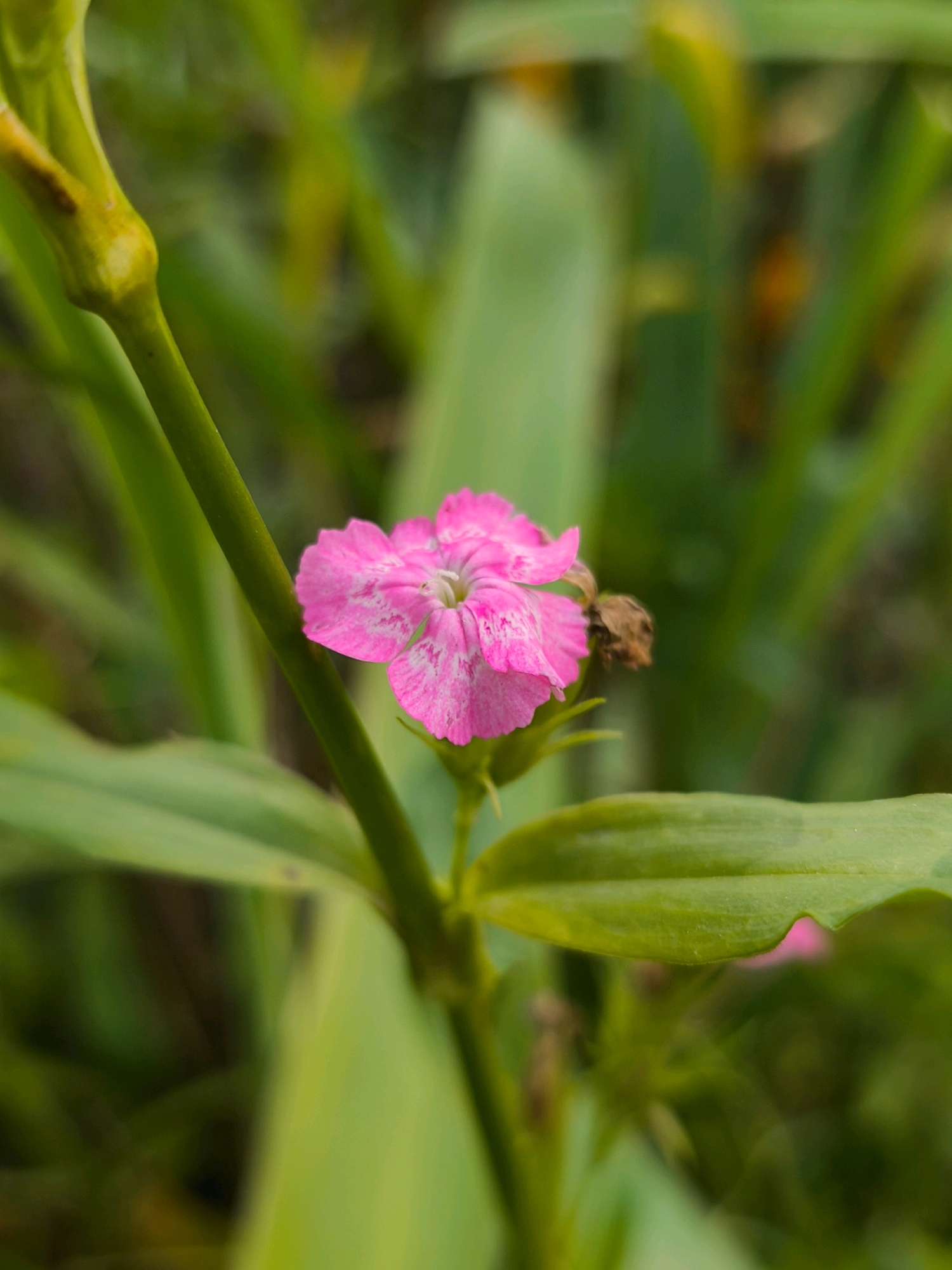 The image is a close-up, vertical shot of a single pink and white flower in bloom, positioned slightly to the right of the frame's center. The flower has five petals with delicate white markings. It is attached to a thin, green stem that runs diagonally from the bottom left to the top right. Around the flower, out-of-focus green foliage creates a natural, outdoor setting. There are no people or man-made objects visible in the image. The scene is likely a garden or natural landscape. The location in the city of Mahilyow, Belarus, is not discernible from the visual information provided.
