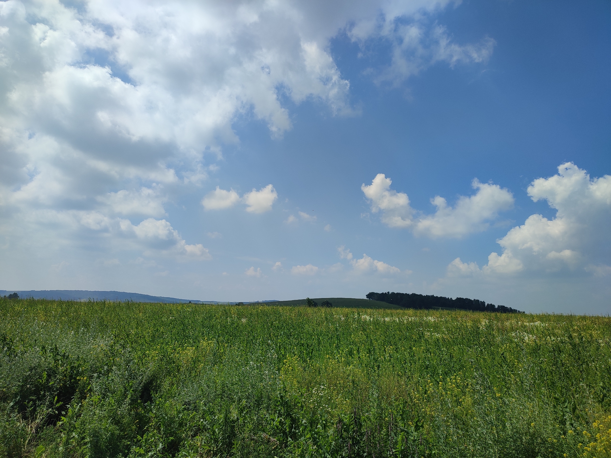 The image depicts a vast, green meadow under a bright blue sky dotted with white, fluffy clouds. Rolling hills and a dark line of trees are visible in the distance. The foreground is filled with tall, lush grass and wildflowers, creating a natural and serene landscape. The sky occupies the upper half of the image, showcasing a clear day with scattered clouds. The overall scene is one of rural tranquility. There is no indication in the image that it is located in Bakhmut, Russia, or any other specific city.
