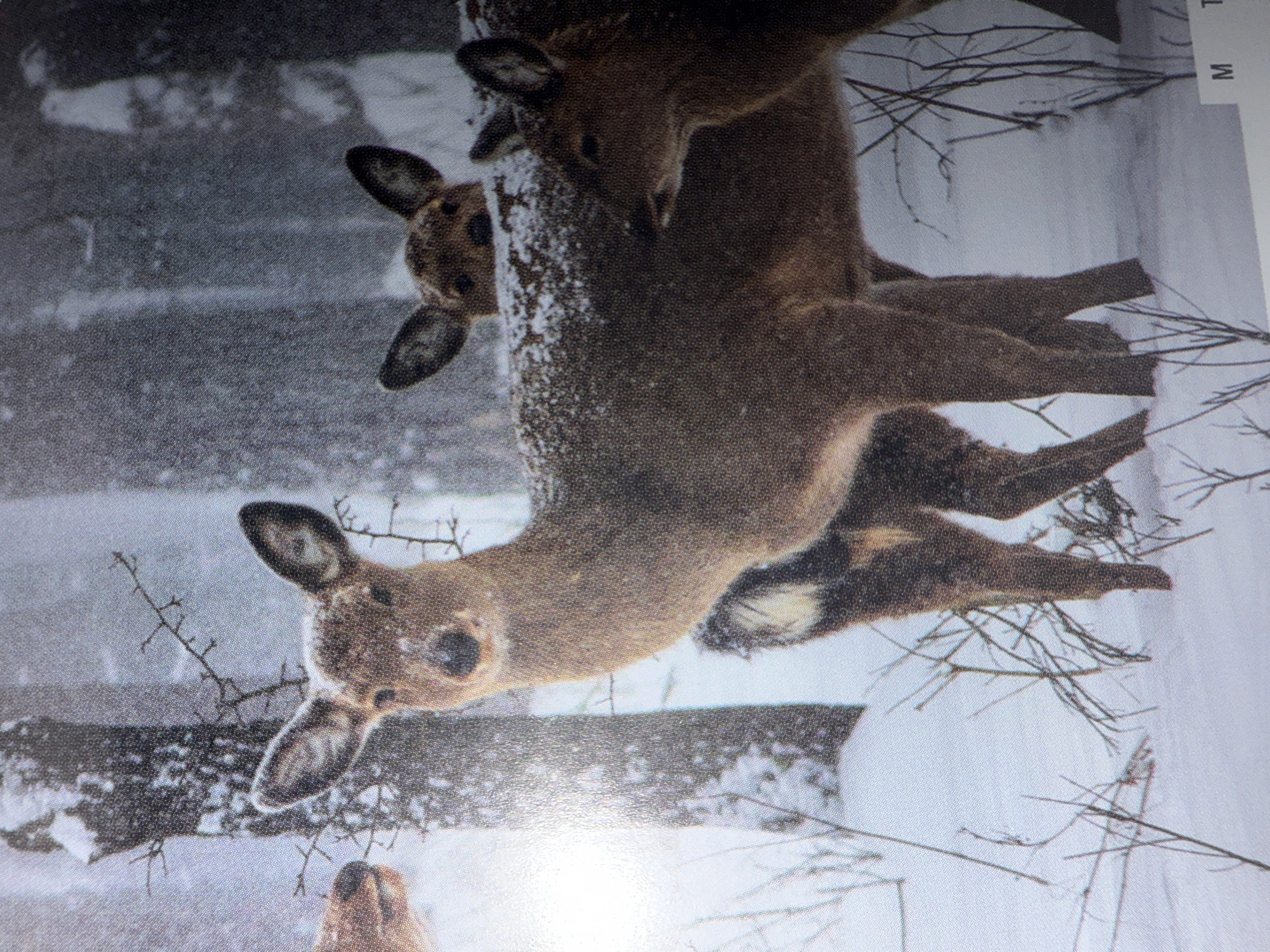 The image shows a group of brown deer in a snowy environment, likely wintertime. There are at least three deer visible, one with its head facing the viewer, and others clustered together. The setting includes snow-covered ground and bare tree branches. The location is NOT in London, United Kingdom. The scene suggests a natural, possibly forested, area.