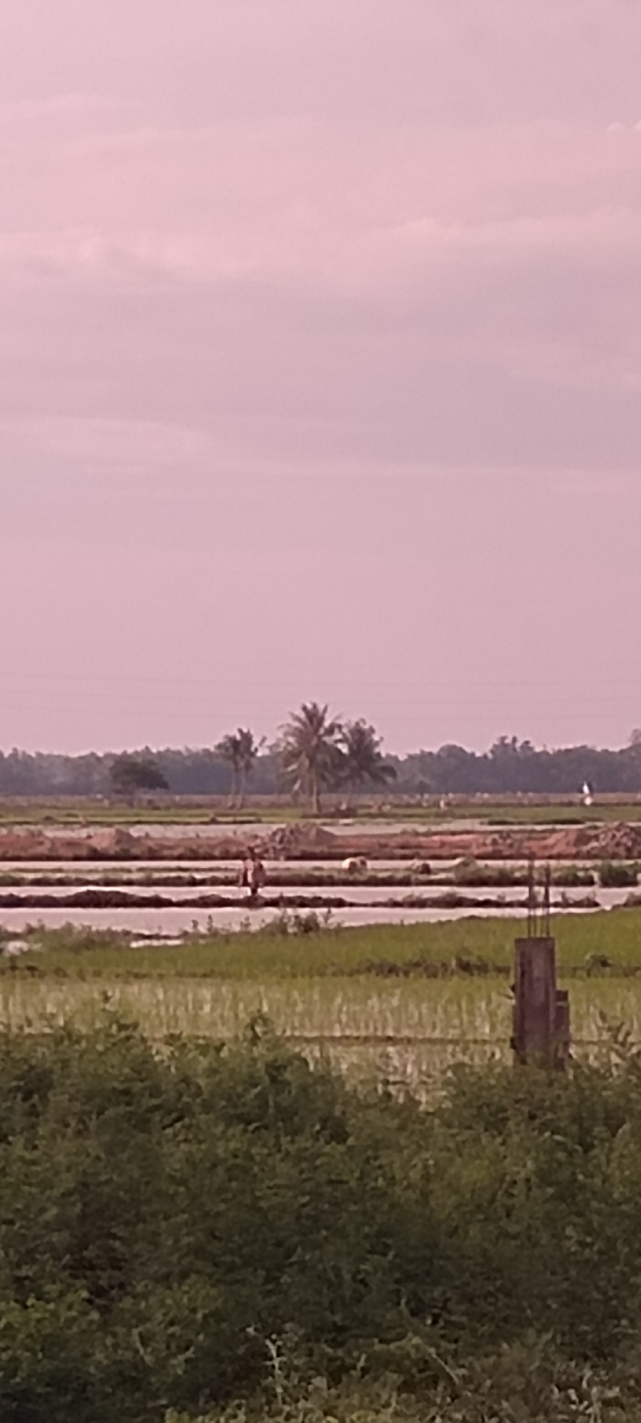 This image depicts a rural scene in the city of Peurupok, Indonesia, with a focus on agricultural fields. The foreground is dominated by dense green foliage. Beyond this, flooded rice paddies stretch across the midground, reflecting the pale pink sky. Two figures are visible in the midground, one walking along a raised earth dike between the paddies. In the distance, a line of trees, including several prominent palm trees, forms a natural boundary, with more fields and some mounds of earth interspersed. The sky is overcast with soft, diffused light. A concrete structure, possibly a part of an unfinished building or infrastructure, stands to the right of the midground.