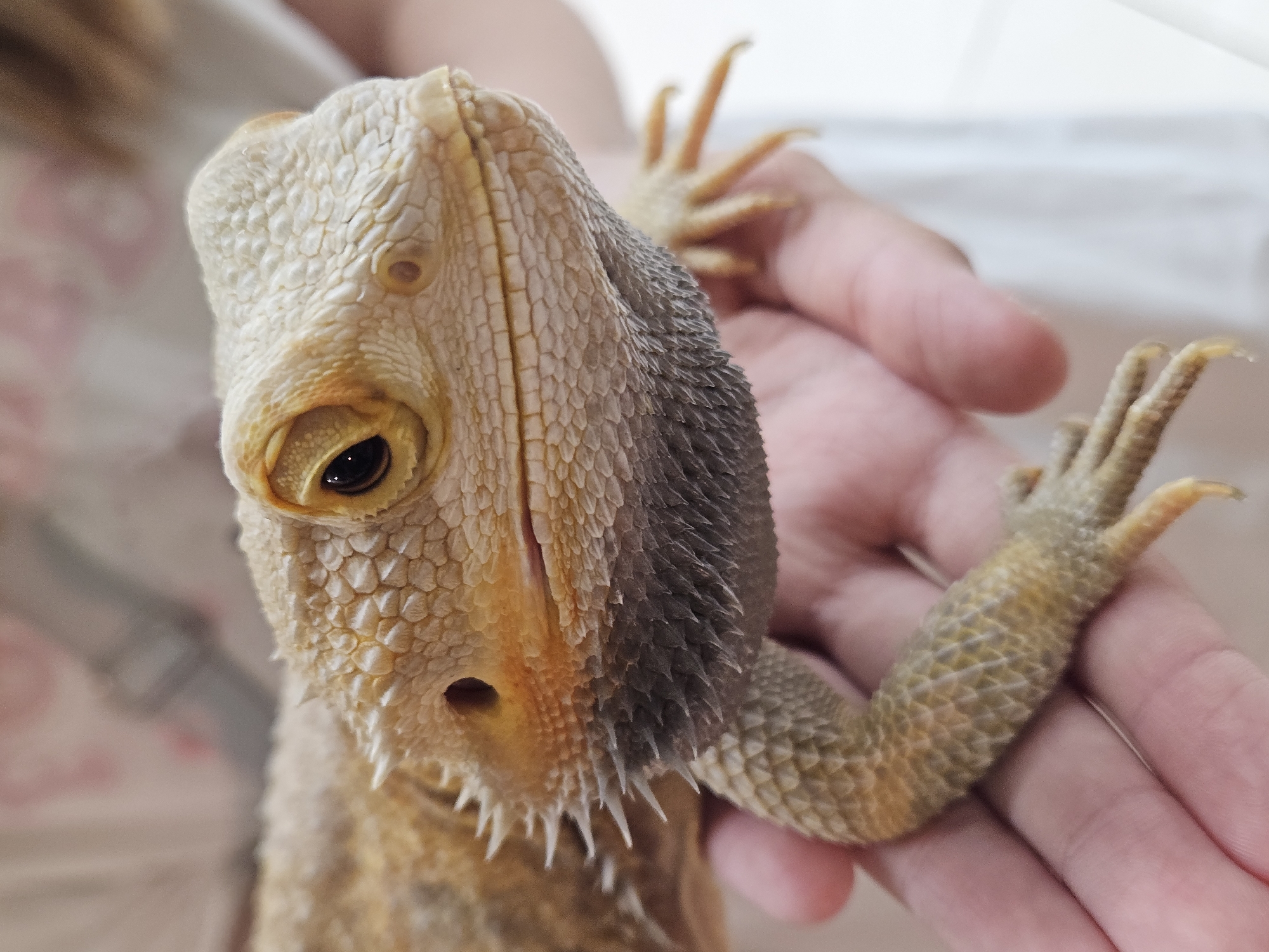 A close-up shot shows a bearded dragon being held in a person's hand. The reptile's scales are visible, as are its spikes, eye, and mouth. The background is blurred, but appears to be indoors. There is no indication of the location in the city of Ulyanovsk, Russia.