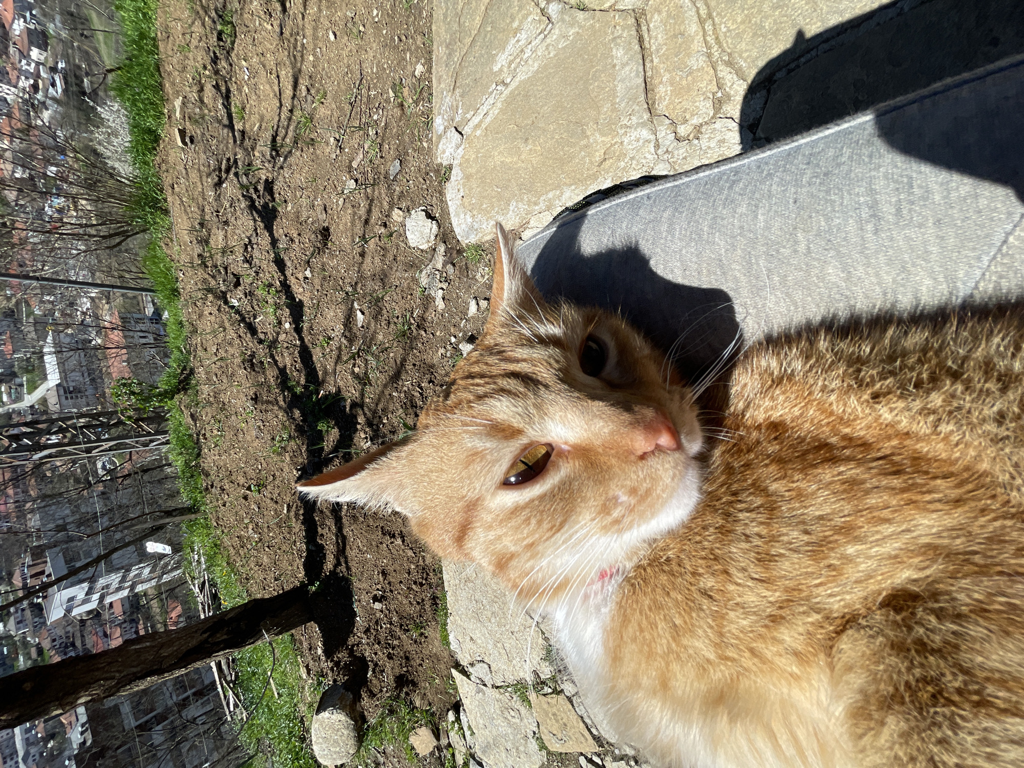 The image depicts an orange tabby cat resting on a gray cushion outdoors. The cat is positioned between a stone surface and a patch of soil with sparse vegetation. In the background, the scene overlooks a townscape with buildings and trees, consistent with an urban environment. Based on the townscape, it is plausible that the location is Zlatograd, Bulgaria. The image is taken from an elevated position, possibly from a balcony or terrace. The scene is bathed in sunlight, creating shadows around the cat and the cushion.