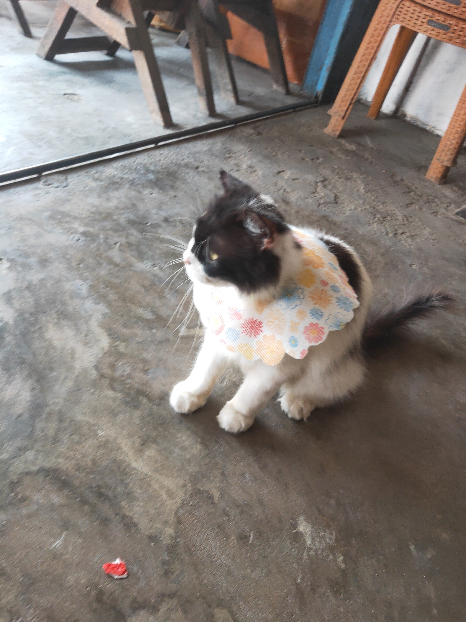 A black and white cat with a floral bib sits on a concrete floor, looking to the left. The cat is positioned in the center of the frame. In the background, there are wooden chairs and tables, and an orange plastic chair. The environment appears to be outdoors, possibly a yard or patio, in Sintang, Indonesia. There is a small red object on the floor in the lower left corner of the image.