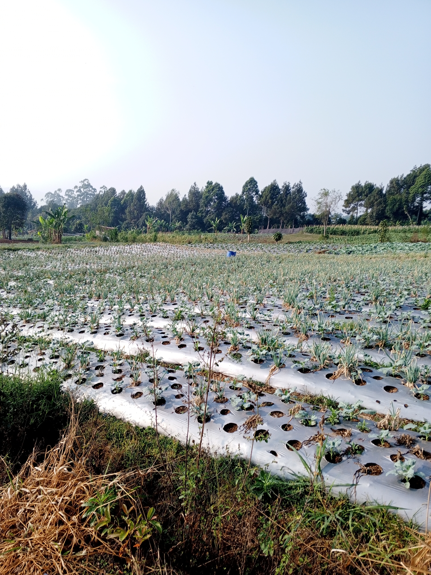 The image depicts a vast agricultural field in Bellanneoya, Sri Lanka, under a clear sky. The field is covered with white plastic mulch, with rows of young green plants emerging from circular cutouts. These plants appear to be either onions or a similar leafy vegetable, with slender green stalks and visible root systems. In the background, a dense line of trees and foliage separates the field from the horizon, with a hazy, mountainous landscape visible further beyond. Some banana trees are also present among the vegetation. The foreground of the image features dry, brown grass and weeds, indicating a transition from cultivated land to a more natural, untamed area. No people are visible in the scene. The overall impression is one of agricultural cultivation and the natural landscape of a rural Sri Lankan setting.