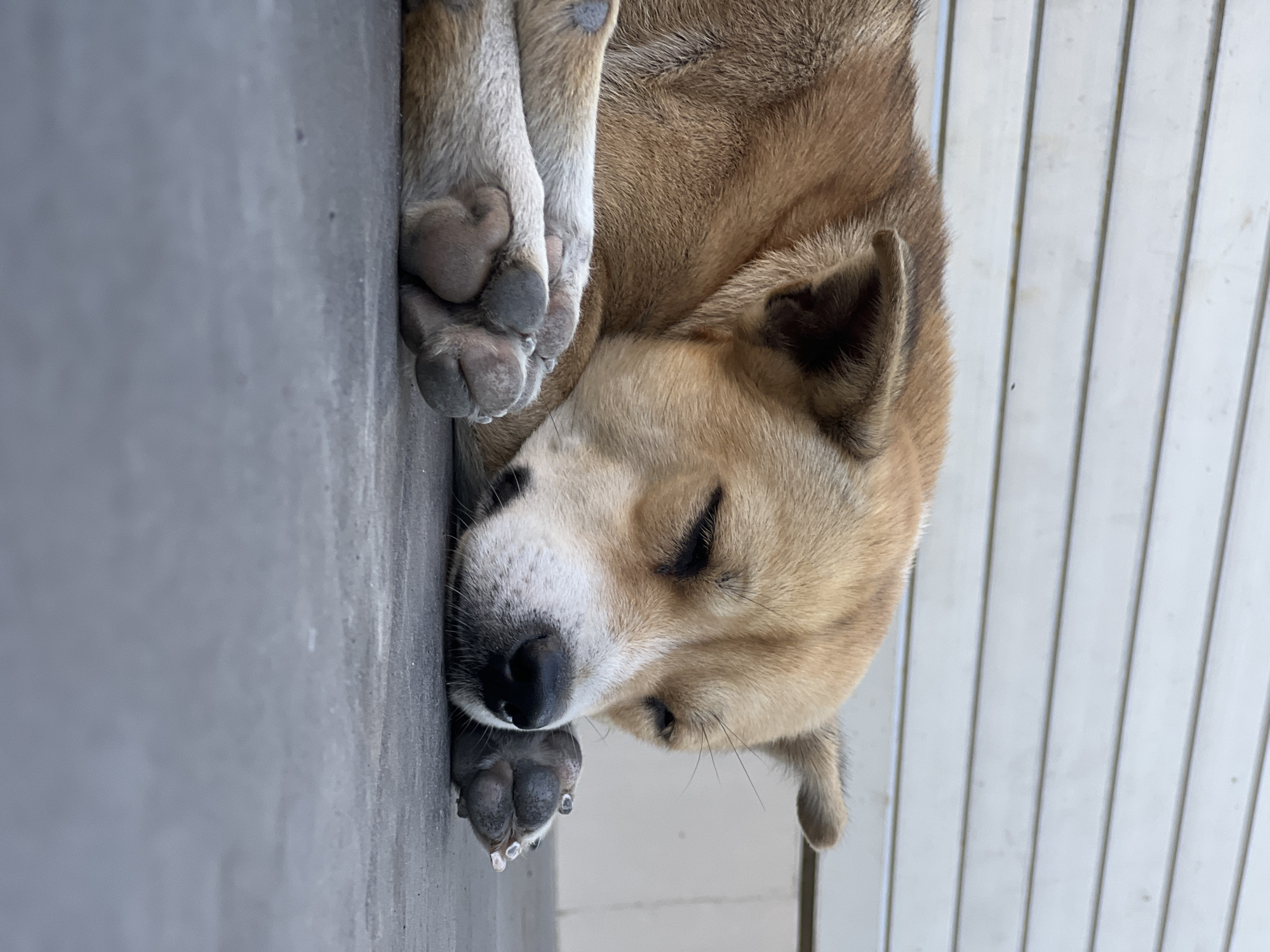 A medium shot captures a tan and white dog sleeping outdoors, resting its head on its paws. The dog is lying on a dark grey concrete surface, with its body curled up. Behind the dog, a light-colored wooden wall with horizontal slats serves as the background. The scene appears to be in an outdoor area in Sukawati, Indonesia, suggested by the typical construction materials and natural lighting.