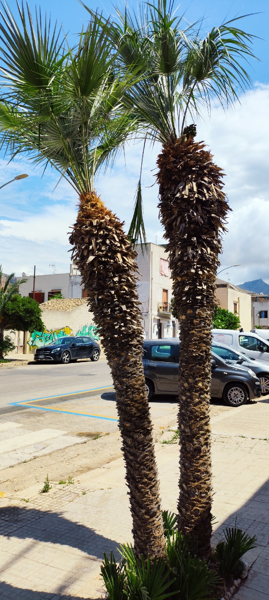 The image depicts an outdoor scene on a sunny day in San Vito Lo Capo, Italy. Two mature palm trees with weathered, fibrous trunks dominate the foreground. Their fronds are vibrant green, fanning out against a clear blue sky with scattered white clouds.
Behind the palm trees, a street runs horizontally. Several cars are parked on or adjacent to the street. On the left side of the street, a dark-colored hatchback, possibly a Mercedes, is parked near a wall covered in green graffiti. Further down the street, a dark gray hatchback is visible, followed by a white van and another dark gray car. Blue and yellow painted parking lines are visible on the pavement in front of the palm trees.
The background reveals buildings typical of a Mediterranean town, with light-colored facades, some featuring balconies and terracotta-tiled roofs. The architecture suggests a warm climate. In the distance, a mountain peak is visible, adding to the scenic backdrop. The overall impression is of a bright, casual day in a coastal Italian town.