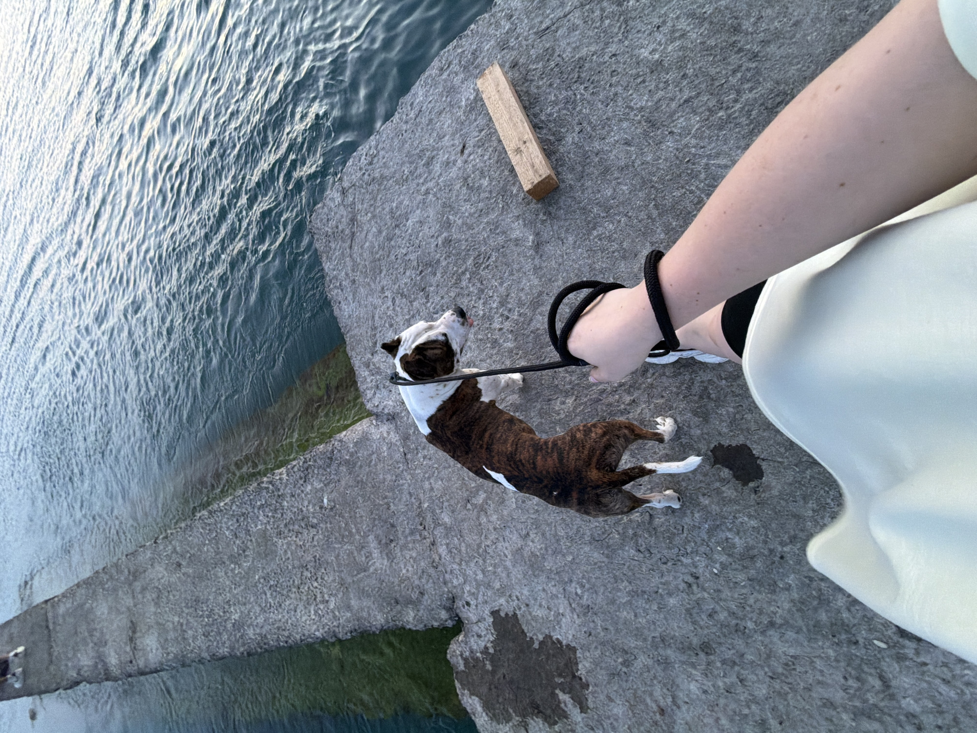 A person's arm and leg are visible in the foreground, wearing a light-colored garment and black-and-white sneakers. The person is holding a black leash attached to a brown and white dog, which is standing on a concrete surface. The dog is facing away from the viewer, with its tongue slightly out. To the right of the dog, a small wooden plank rests on the concrete. The concrete surface appears to be a pier or walkway extending over water. The water is a deep blue-green, with visible ripples and some lighter, greenish areas near the edge of the pier, suggesting shallow water or submerged vegetation. In the background, the pier continues, and a small portion of what appears to be another dog is visible at the far end of the pier. The overall environment suggests an outdoor setting, likely near a body of water. The location is identified as Dederkoy, Russia.
