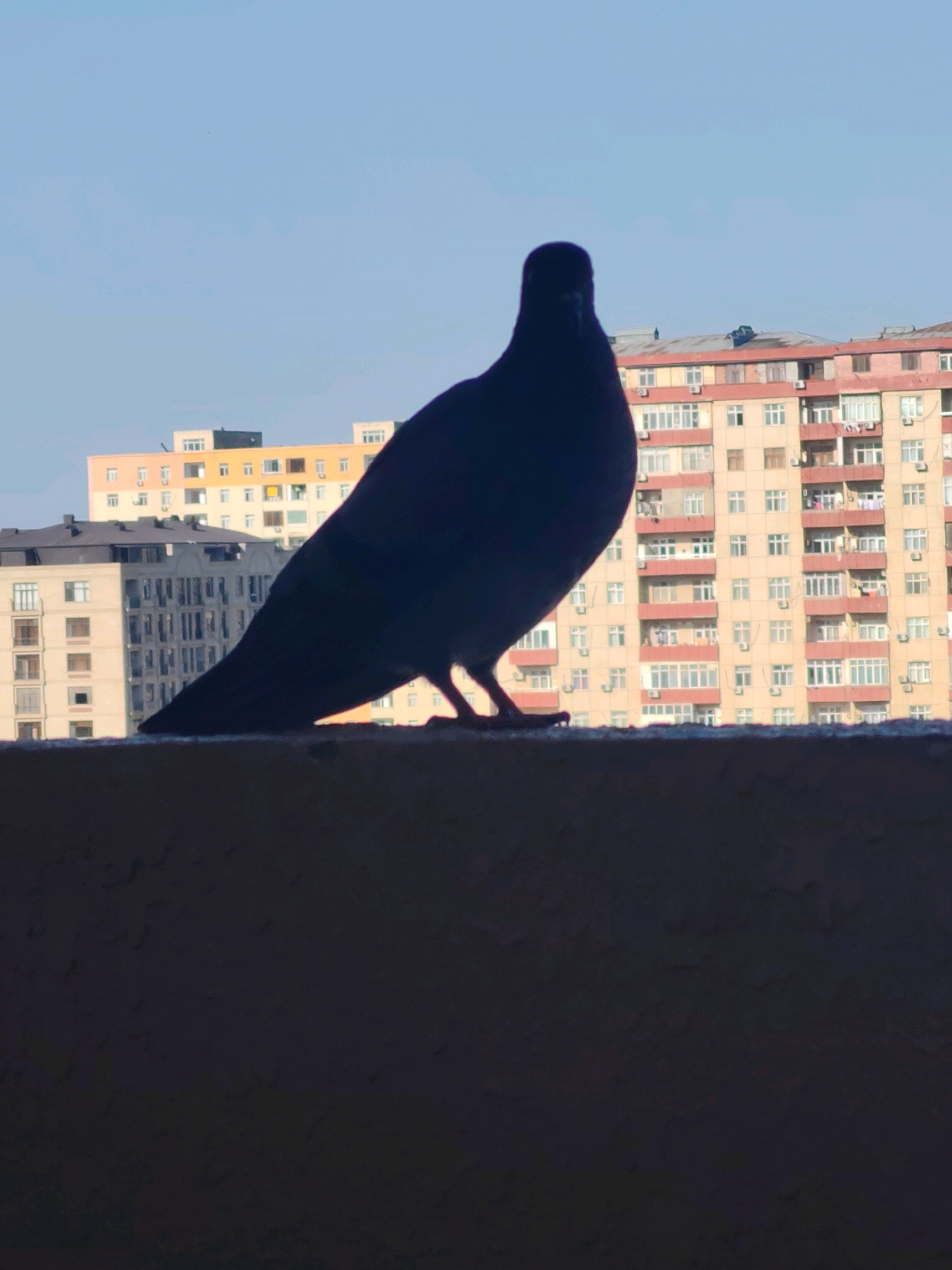 A silhouette of a pigeon stands on a ledge in the foreground. Behind the pigeon, apartment buildings with balconies and windows are visible against a clear blue sky. The buildings are of varying heights and colors, suggesting a dense urban environment. The overall impression is a snapshot of urban life, with the pigeon acting as a solitary observer of the city. The specific location is not identifiable from the image alone.