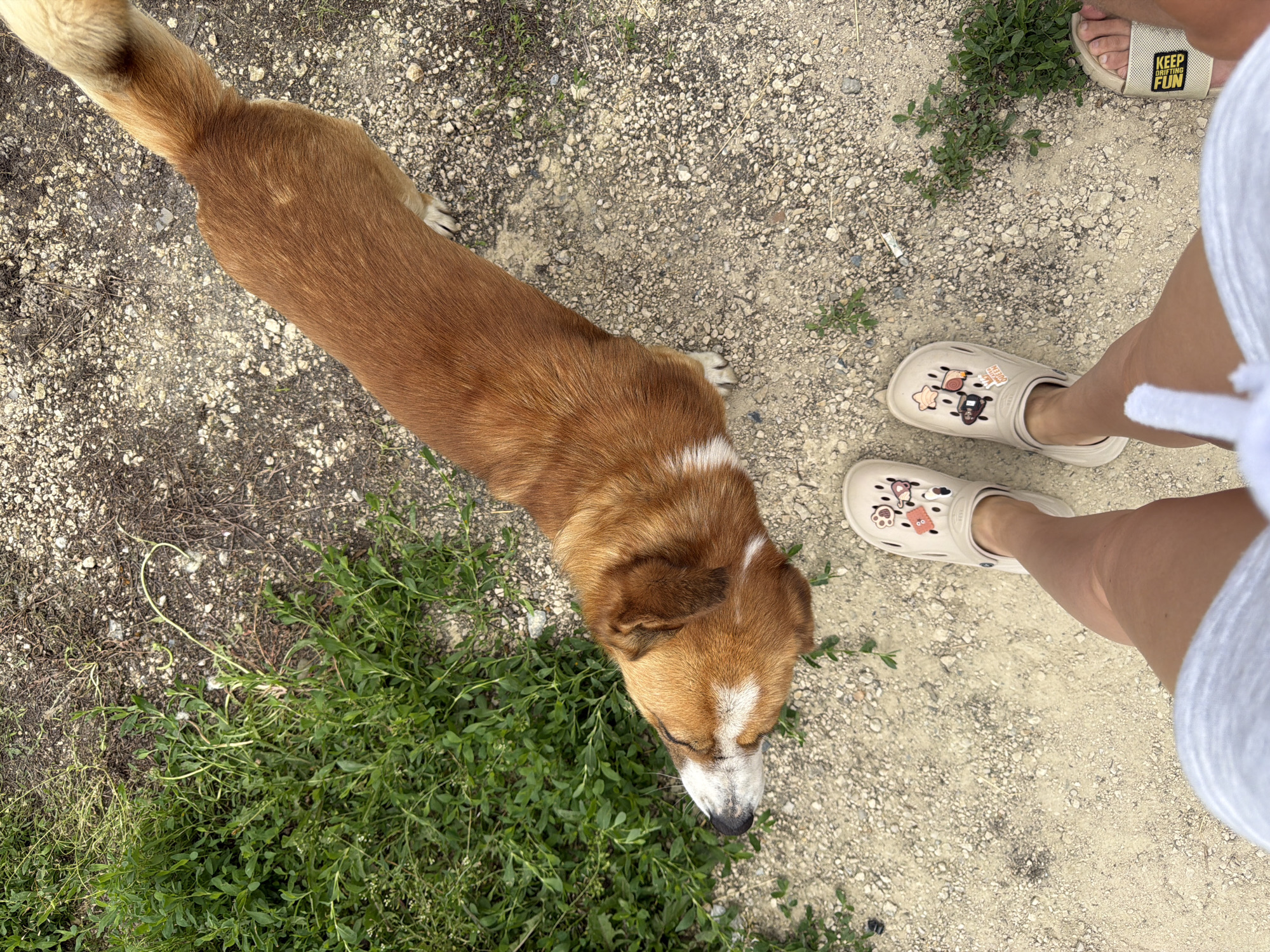 In Sovkhoza "Razdol'e", Russia, a medium-sized, ginger-colored dog stands on a gravel path, its head lowered towards a patch of green vegetation. The dog has white markings on its face and chest. In the foreground, a person's legs are visible, wearing light-colored Crocs adorned with various charms, and what appears to be a grey skirt or shorts. Another person's feet, wearing slides with yellow text, are visible to the right. The environment is a mix of dry ground, small stones, and green plants.