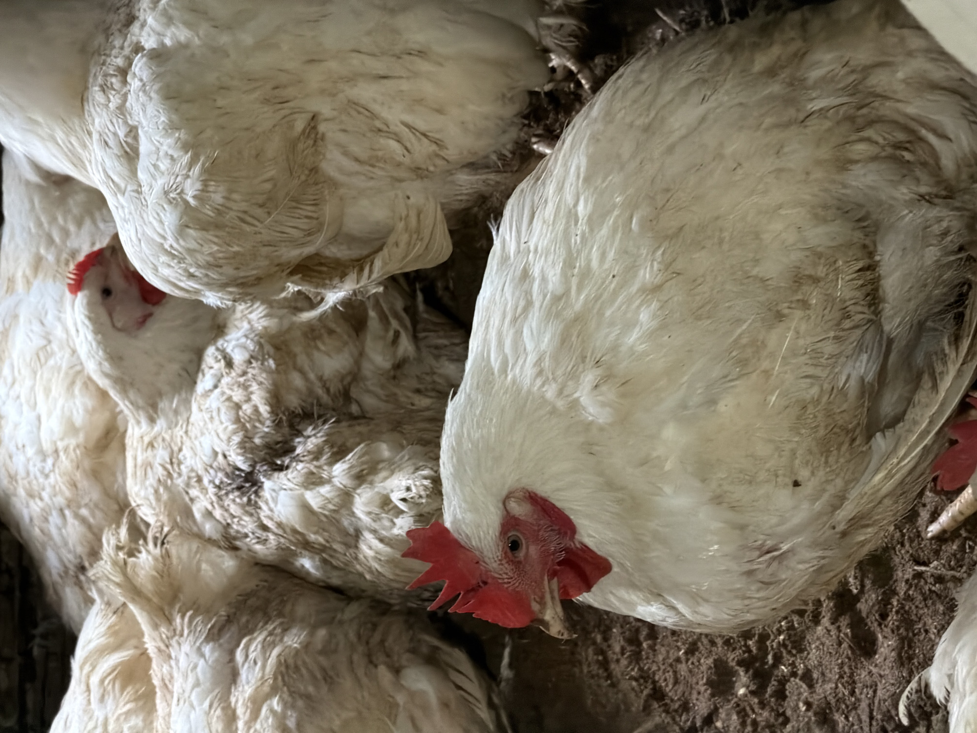 The image shows a close-up of a group of white chickens. The chickens are clustered together, with their feathers appearing somewhat ruffled and possibly dirty. One chicken in the foreground is clearly visible, facing to the left with its red comb and wattles prominent. Other chickens are partially visible behind it, their bodies and heads obscured by the chickens in front. The environment appears to be a farm or enclosure, with dirt or bedding material on the ground. There is no indication of the city of Bronnitsa, Russia, or any other specific location in the image itself.