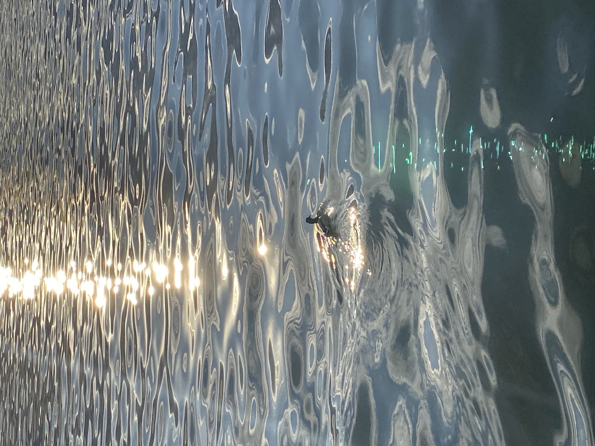 A small, dark bird, possibly a duckling or coot chick, is captured swimming on the rippled surface of a body of water. The image, oriented vertically, showcases the intricate patterns of sunlight and other reflections on the water.
The left side of the frame is dominated by brilliant, elongated streaks of golden-white sunlight reflecting intensely off the water's wavy surface, creating a dazzling effect. These bright reflections suggest either an early morning or late afternoon setting when the sun is low in the sky. As the perspective shifts towards the right, the water's surface reflects a deeper, cooler blue-gray hue. In this area, distinct vertical lines of green light are visible, appearing as reflections of distant artificial lights or illuminated structures on the opposite shore.
The water itself displays a complex texture of undulating ripples and wavelets, causing the reflected light to appear fragmented and abstract. The small bird is situated in the lower-right portion of the frame, its dark form partially illuminated by the adjacent sunlit water, creating a subtle highlight.
The scene conveys a serene and natural moment on a body of water, likely the Votkinsk Pond or a similar reservoir in Votkinsk, Russia, given the provided location context. There is no visible text in the image.