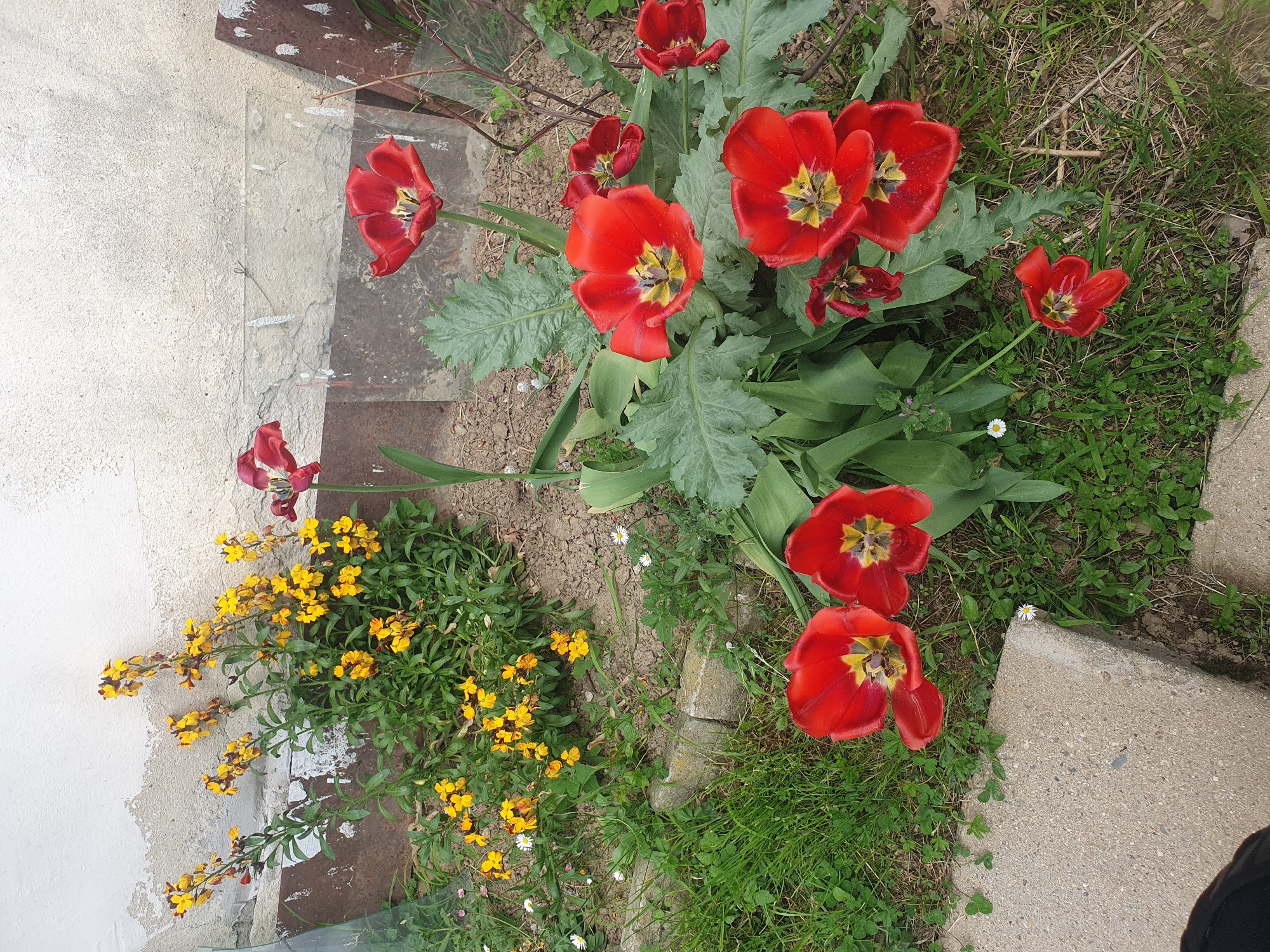 This media file presents a vibrant outdoor garden scene in Хаджийско, Bulgaria, showcasing a colorful array of blooming flowers. The main subjects are several clusters of bright red tulips, many of which are in full bloom, revealing their distinct yellow and dark centers. Some tulip petals appear to have moisture droplets on them.
To the left, a large bush of yellow wallflowers with numerous small blossoms adds a contrasting hue to the garden. Scattered across the green grass and patches of bare soil are small white daisies. Among the tulips, larger, lobed green leaves are visible, possibly belonging to another plant species like poppies, sharing the garden space.
Man-made elements include a textured, light-colored concrete path or slab bordering the garden on the right and bottom, and a worn, off-white painted wall or foundation on the left side of the frame. Below the white wall, a strip of rusted brown metal or wood is partially visible. The scene is illuminated by bright, natural daylight, suggesting either an overcast day or mid-day sun, as no harsh shadows are apparent. No activity or event is taking place; the image is a still capture of a flourishing garden. On the concrete path near the upper left, beneath a piece of clear plastic or glass, there is a small white label with unreadable text. The overall atmosphere conveys the beauty of spring or early summer in a domestic or semi-wild setting.