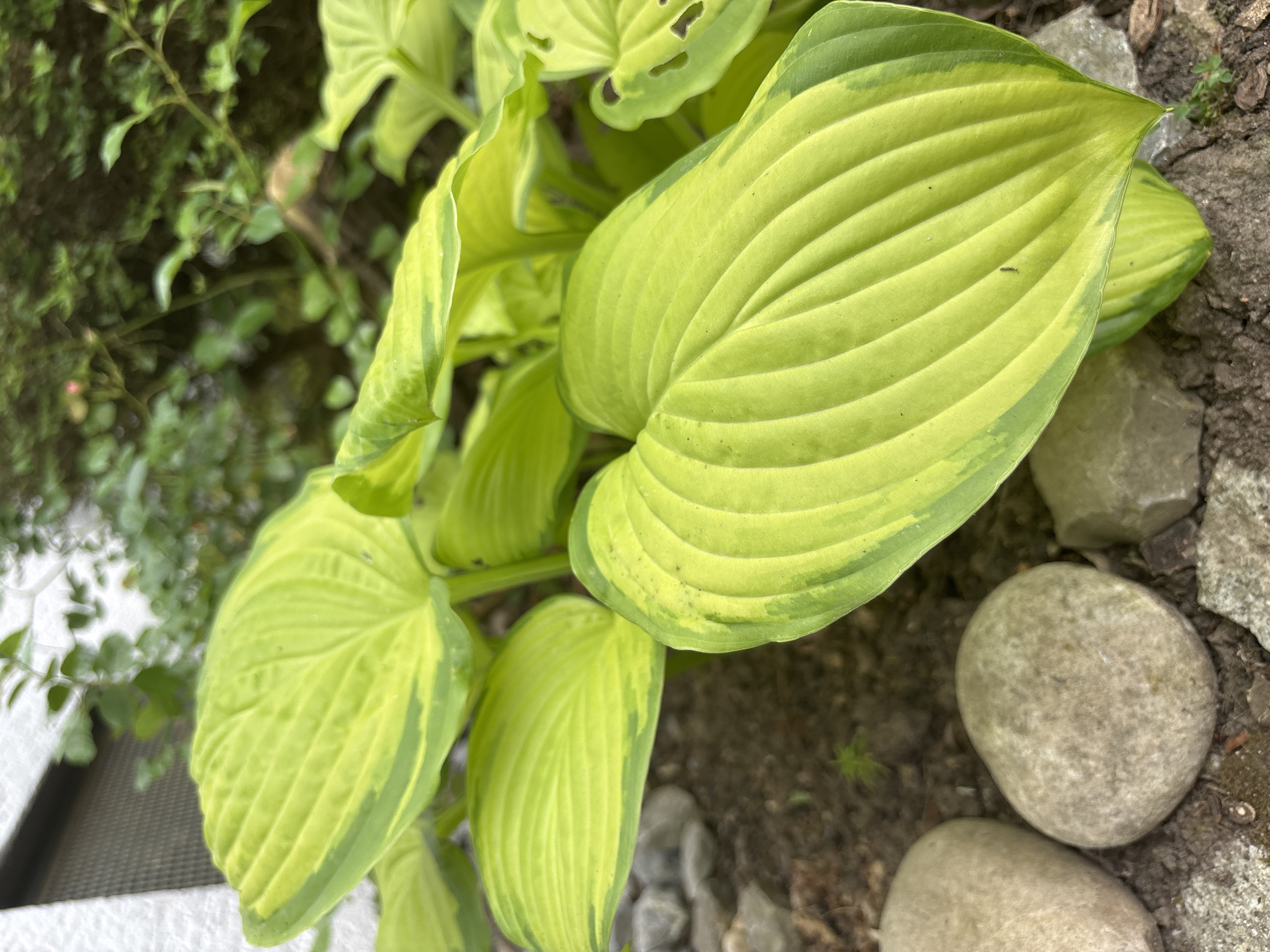 A close-up, eye-level shot focuses on the variegated leaves of a hosta plant in an outdoor garden setting. The leaves are a vibrant chartreuse green with lighter yellow-green margins, and they exhibit prominent parallel veins. Some leaves are partially obscured by others, creating a layered effect. In the foreground, several smooth, greyish-brown river stones are scattered on dark soil. The background is softly blurred, revealing hints of more greenery, possibly other plants and foliage, and a light-colored, textured wall, possibly a house or building. The lighting suggests an overcast or shaded environment, as there are no harsh shadows. The overall impression is one of lush foliage and a natural, garden-like atmosphere.