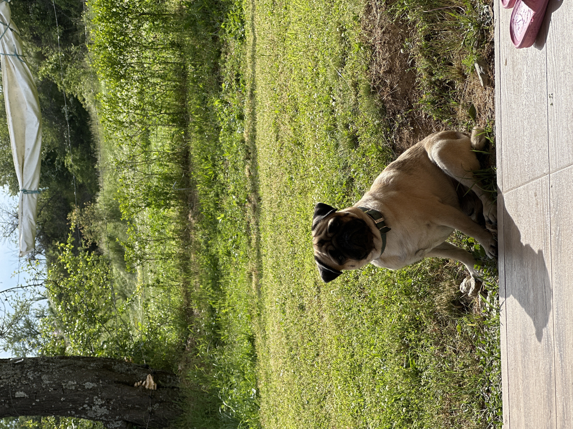 A fawn-colored pug sits in a yard with green grass next to a gray wooden deck, possibly in Mrachenik, Bulgaria. The pug wears a dark-colored collar. Trees and a fence are visible in the background. A pair of pink sandals are partially visible on the deck. The sunlight suggests a sunny day.
