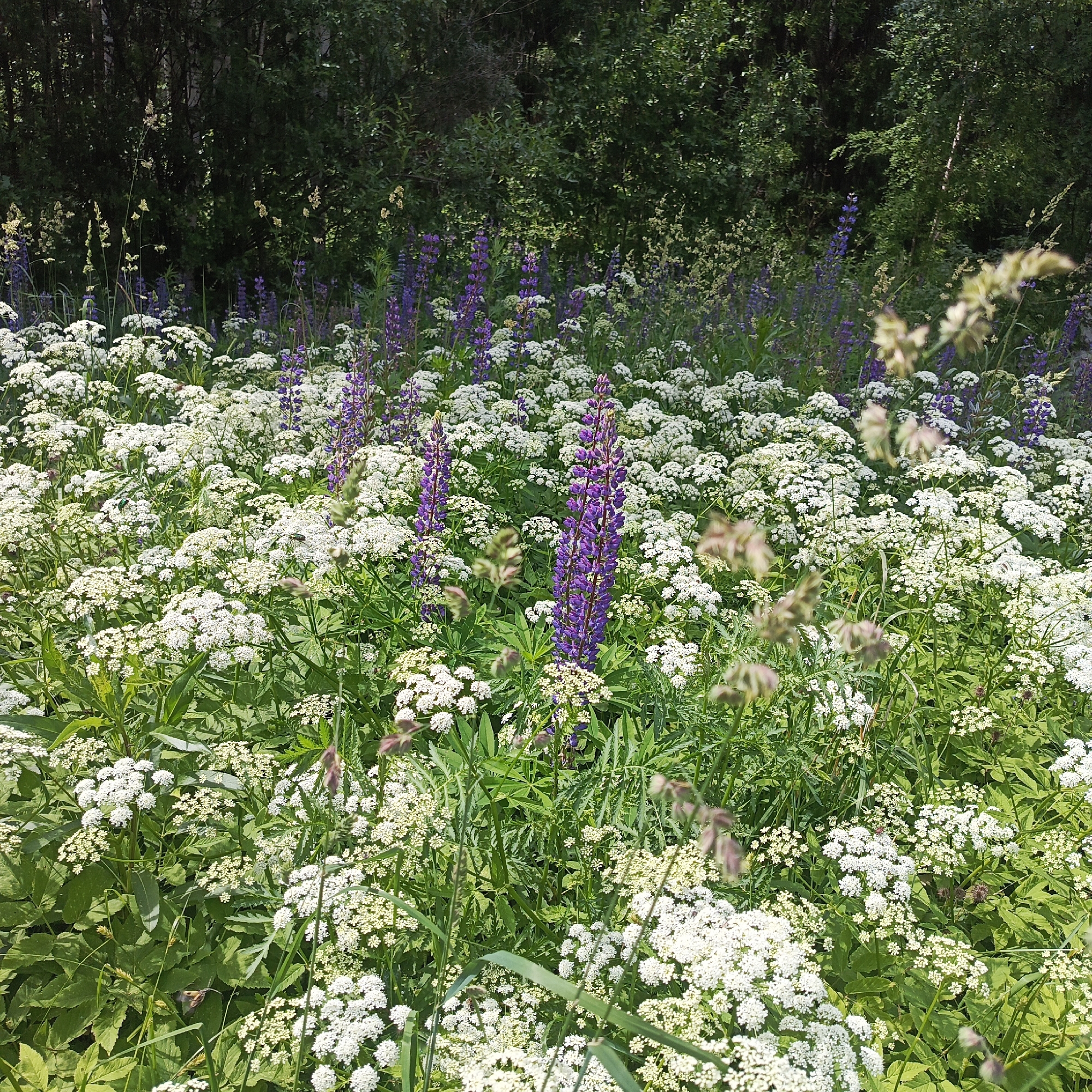 A wide shot captures a lush meadow blooming with a variety of wildflowers, including tall, purple lupine spikes interspersed with clusters of smaller white flowers, likely Queen Anne's lace. The meadow is set against a backdrop of dense green trees, suggesting a forest edge or parkland within the city of Markovsky, Russia. Sunlight filters through the foliage, illuminating the vibrant colors of the flowers and the rich green of the surrounding vegetation. No people are visible in the scene, and the overall impression is one of natural beauty and tranquility.