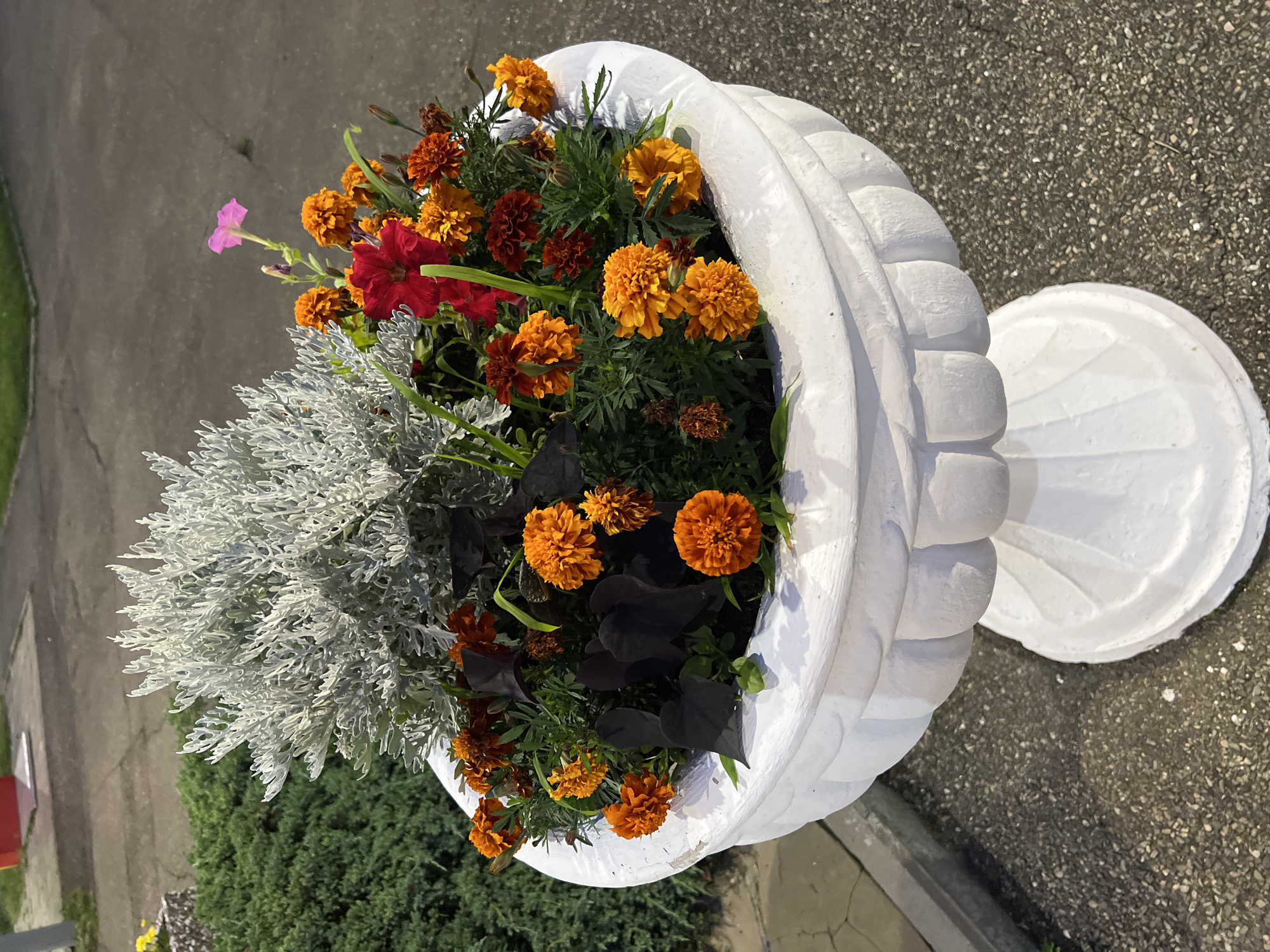 The image shows a white, ornate planter filled with flowers. The planter is situated on a paved surface, possibly a sidewalk or street. The flowers are a mix of colors, including orange marigolds, red petunias, and a single pink petunia. There is also some silvery foliage, likely dusty miller, and dark purple foliage, possibly sweet potato vine. The planter is tall and has a pedestal base. The background appears to be a street or parking lot with a glimpse of green bushes. The scene is well-lit, suggesting it was taken during the daytime. The location is identified as Krasnodar, Russia.