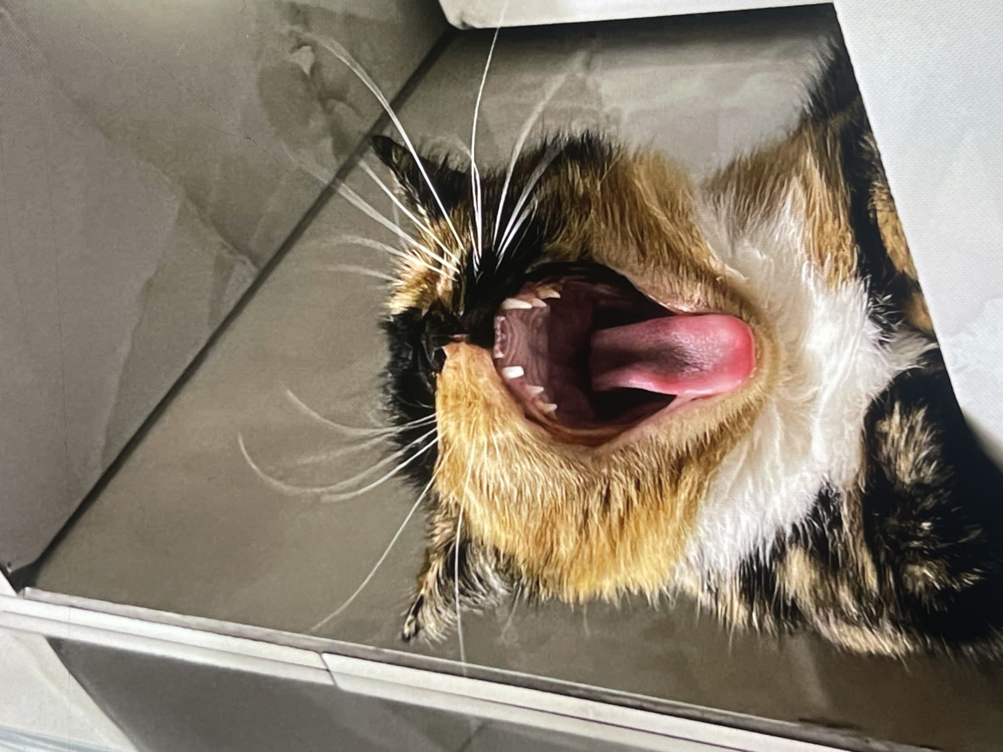 A close-up, low-angle photograph depicts a calico cat mid-yawn. The cat's mouth is wide open, exposing its pink tongue, teeth, and the interior of its mouth. The cat's fur is multi-colored, featuring black, white, and orange hues. Long, white whiskers extend from its face. The background appears to be a corner of a room with gray surfaces.
There is no information available to determine if this image was taken in the city of Seleshchyna, Ukraine.
