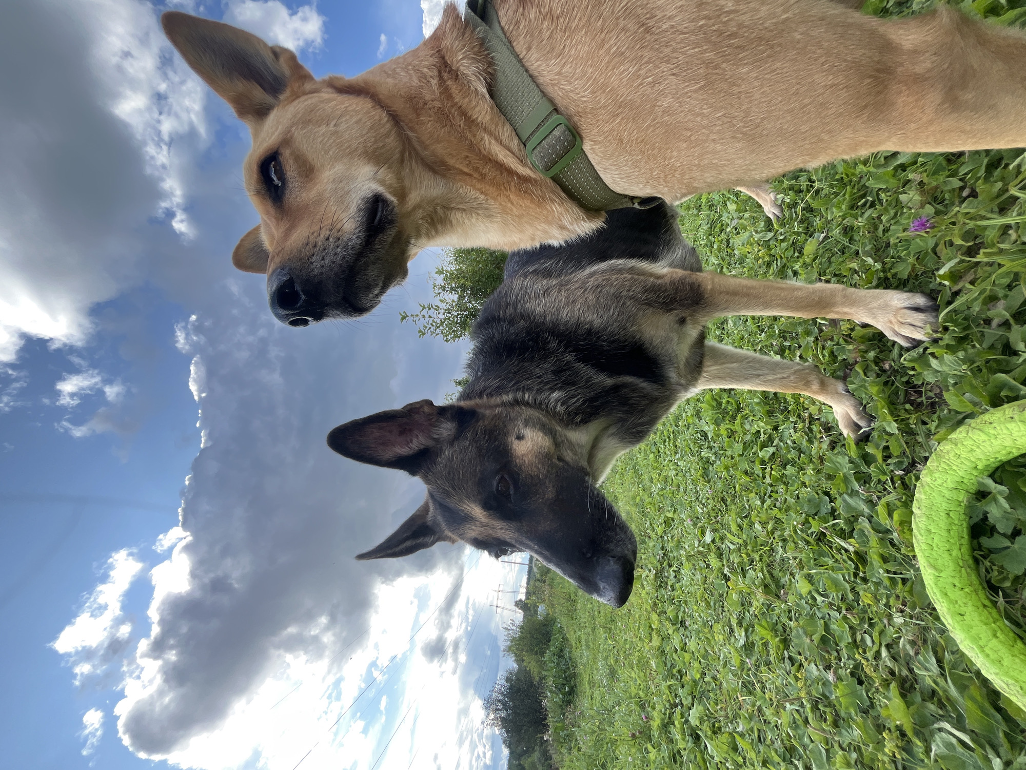 Two dogs are in a grassy field under a cloudy sky. The dog in the foreground on the right is a tan-colored dog wearing a green harness. The dog on the left is a German Shepherd with black and tan fur. There is a green ring toy on the grass in the lower left corner of the image. The background shows trees, power lines, and a building.