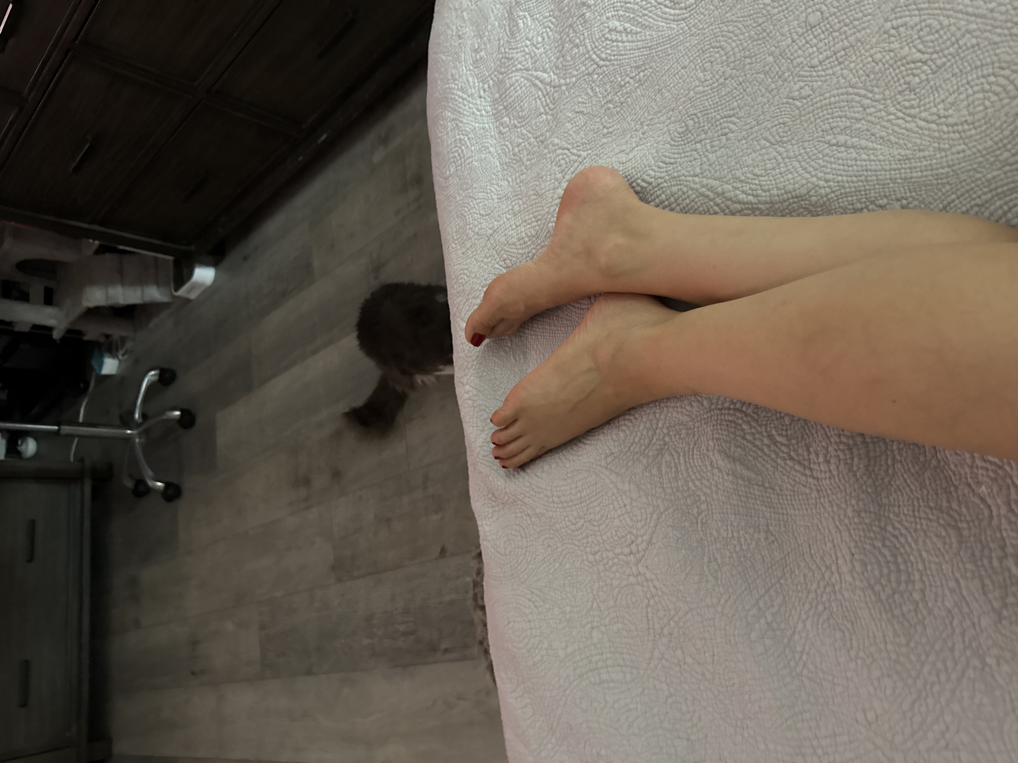 In Bellmore, United States of America, a close-up, eye-level view captures two bare human feet resting on a textured, light-colored blanket. The toes of the right foot are painted with red nail polish. In the background, a blurry, gray and brown animal, likely a cat, is visible on a light-colored wood-grain floor. The floor leads to dark brown furniture, possibly a dresser, and a rolling office chair. The overall scene suggests an indoor domestic setting.