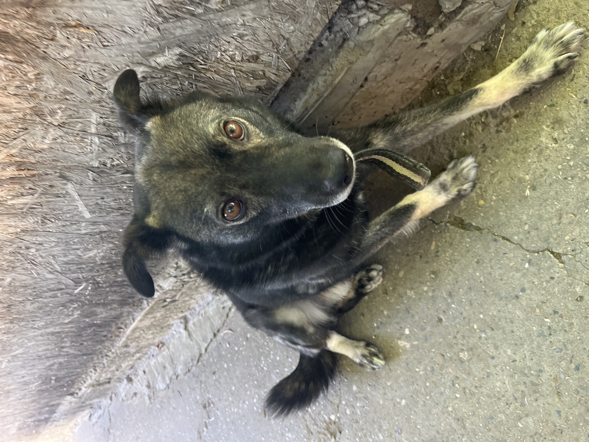 A medium-sized dog with dark fur and lighter markings on its legs and face lies on a concrete surface next to a wooden wall in Krasnyye Barrikady, Russia. The dog's tail is curved, and its body is angled towards the right. The environment appears to be outdoors, possibly a backyard or alleyway, with the ground showing cracks and scattered debris. The dog is wearing a collar.
