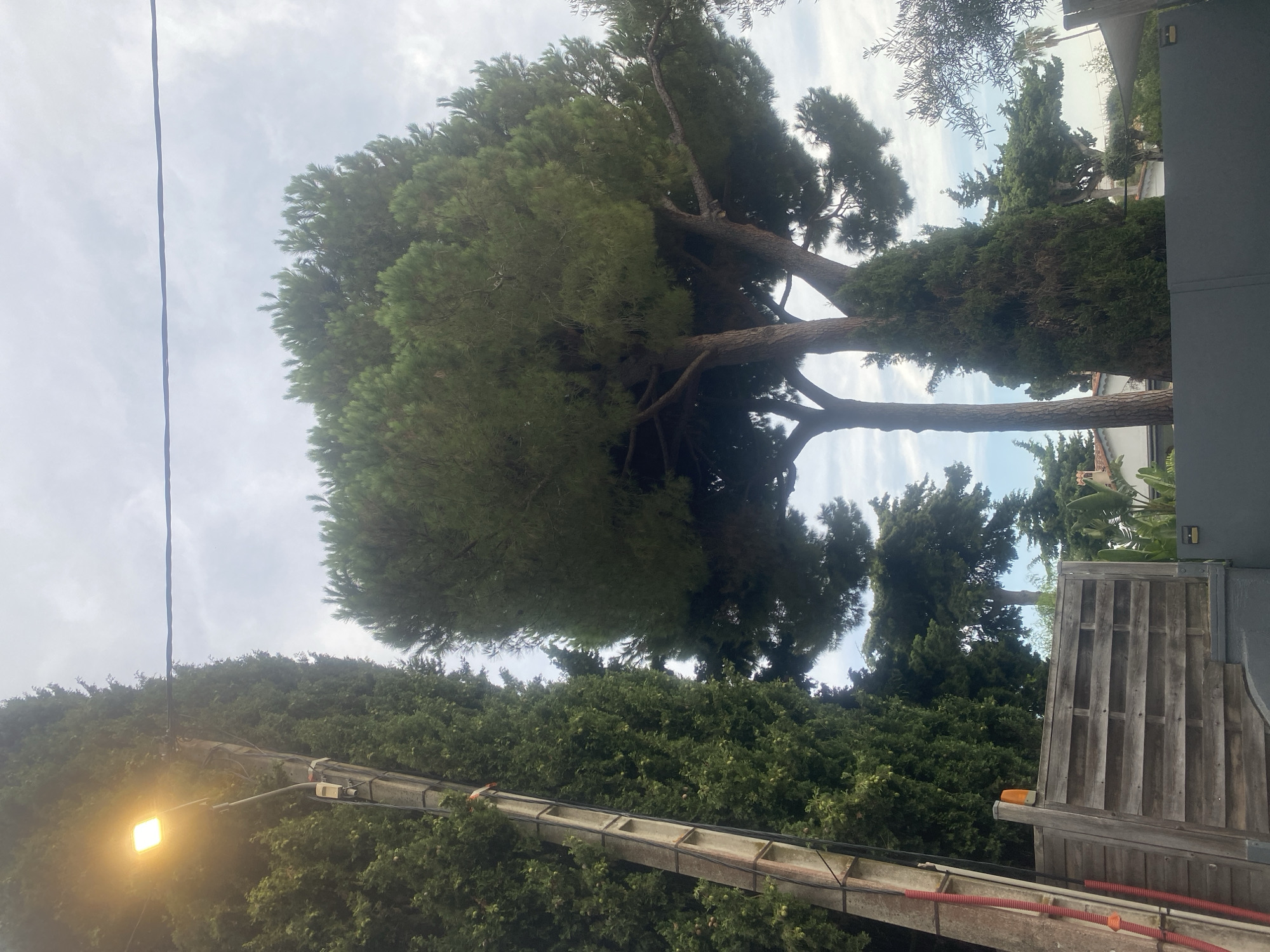 This image captures a street scene in Antibes, France, with a focus on vegetation and infrastructure. A concrete utility pole with a bright yellow street lamp stands prominently on the left, accompanied by electrical wiring. The pole is flanked by tall, dense green cypress trees. To the right, a large, mature pine tree dominates the frame, its branches spreading widely against a cloudy sky. In the foreground, a weathered wooden fence with horizontal slats and an orange warning light is visible. Beyond the fence, glimpses of houses with tiled roofs and lush tropical-style foliage can be seen. The overall impression is of a residential area with mature landscaping.