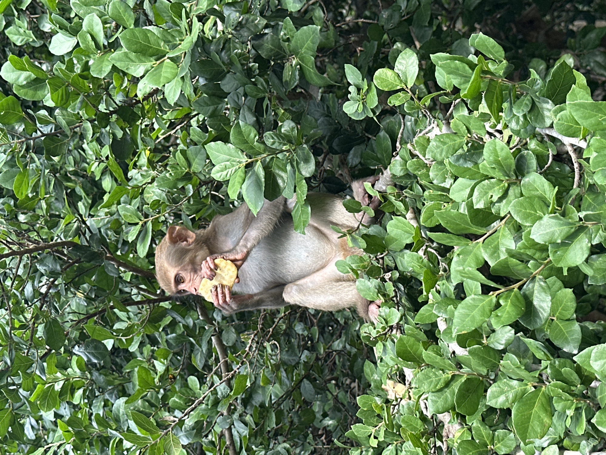 The image presents a close-up view of a light-furred monkey nestled within dense green foliage, set in Ninh Ích, Vietnam. The monkey, likely a macaque species, is positioned roughly in the center of the frame, partially obscured by leaves. Its fur is a pale tan or light brown, and its face is mostly bare with visible eyes and a snout. The primary activity depicted is the monkey eating; it holds a light-colored, circular object resembling a cracker or biscuit in both hands, bringing it towards its mouth. Its expression appears focused on the food. The entire scene is enveloped by vibrant green leaves and branches, creating a lush, natural environment. The leaves vary in shade and texture, some catching the natural daylight while others are in shadow. The lighting suggests it is daytime. No text is visible in the image.