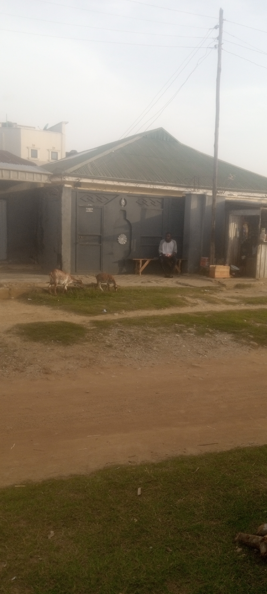 The image depicts a street scene in Narayi, Nigeria. A man sits on a wooden bench in front of a grey, single-story building with a corrugated metal roof. Two goats graze on a patch of grass in front of the building. A dirt road occupies the foreground. A utility pole stands to the right of the building. Another building is visible in the background. The sky is overcast.