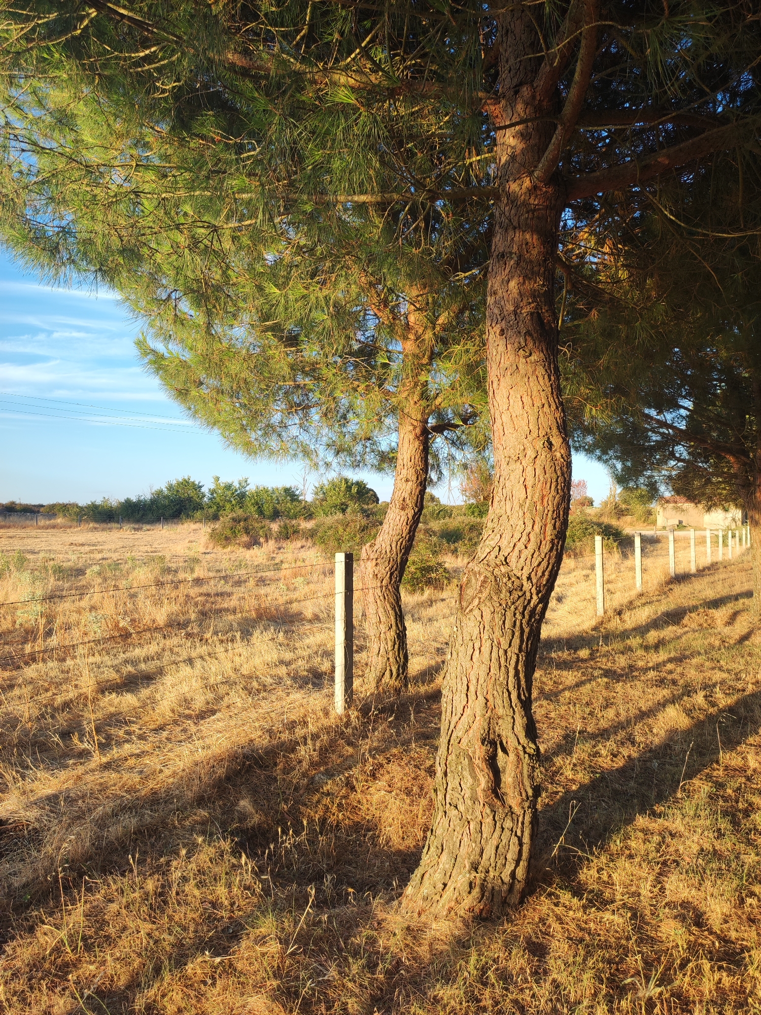 The image depicts a rural landscape near Sobradillo, Spain, bathed in the warm, golden light of late afternoon or early morning. In the foreground, the textured bark of two mature pine trees dominates the right side of the frame, their trunks curving gently. Long, sharp shadows are cast by the trees across the dry, straw-colored grass of a field. A rustic wire fence, supported by simple concrete posts, runs diagonally across the middle ground, delineating the edge of the field. Beyond the fence, a line of green vegetation, including bushes and scattered trees, stretches towards the horizon. The sky above is a clear, pale blue with a few wispy white clouds. The overall impression is one of peaceful, natural solitude in a dry, sun-drenched environment. There are no people or animals visible in the scene.