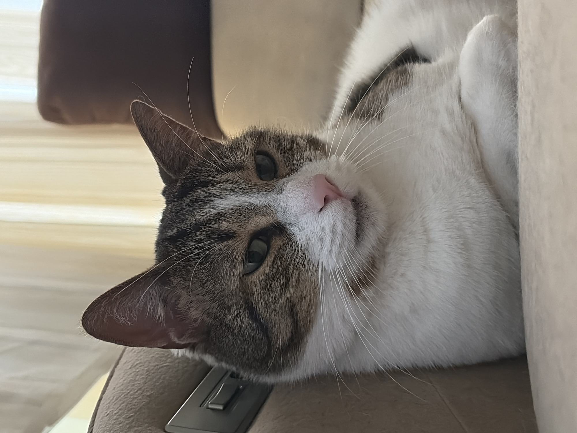 A close-up shot captures a tabby and white cat resting on a sofa. The cat is facing to the right, with its head tilted slightly downwards. Its eyes are partially closed, and its pink nose is visible. The cat's fur exhibits a mix of grey tabby markings and white patches. The background is softly blurred, revealing beige curtains and the back of another sofa in a muted brown color. The lighting suggests an indoor setting, possibly a living room. The cat appears relaxed and comfortable.