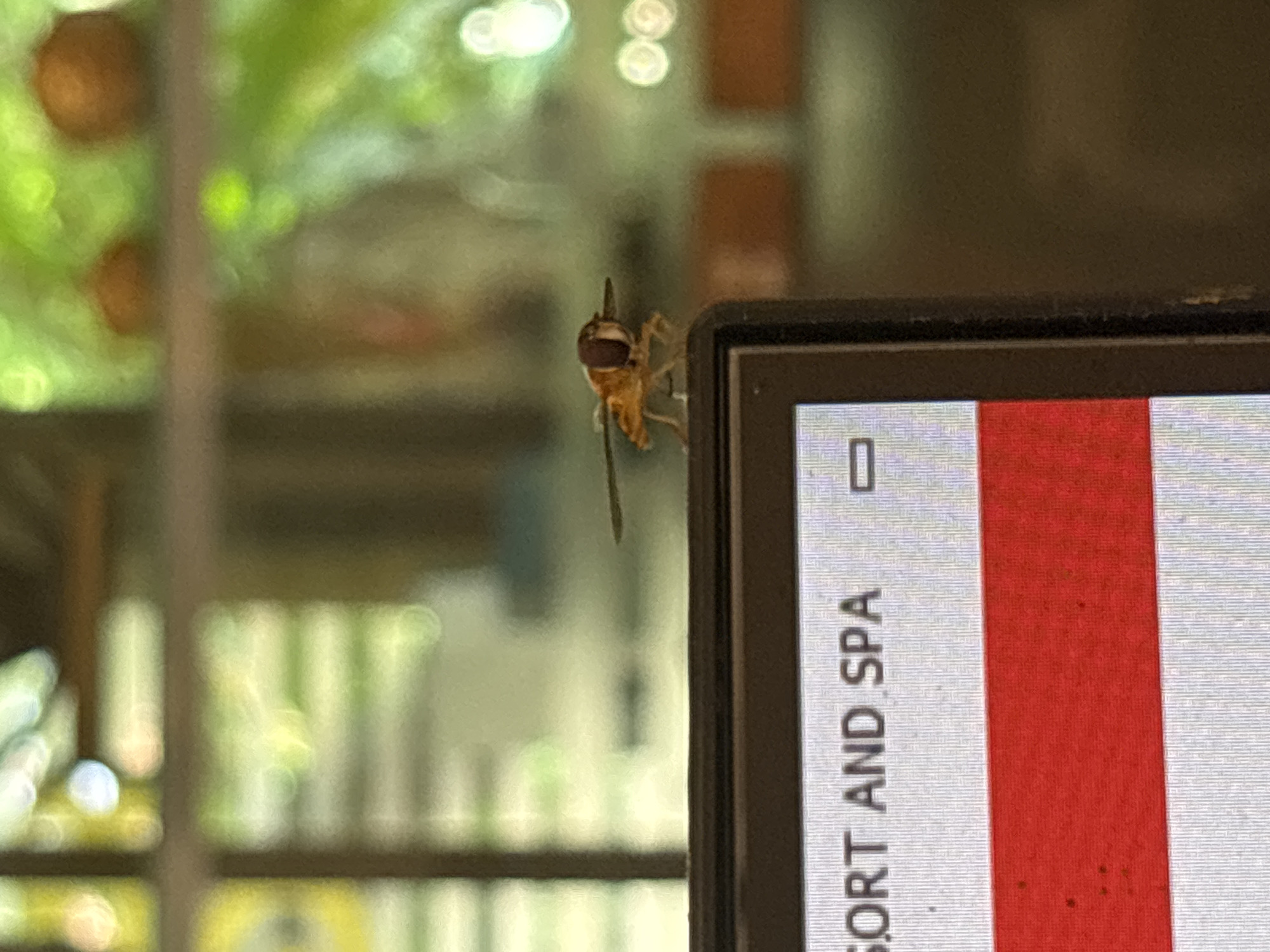 A close-up, medium shot captures a hoverfly perched on the edge of a black monitor screen. The fly, primarily yellow and black with large, compound eyes, is positioned on the top right corner of the screen. The screen displays text reading "SORT AND SPA" and a horizontal red bar, suggesting it's part of a website or application. The background is out of focus, showing a blurry green and yellow environment, likely outdoors with foliage and light reflections. The scene appears to be indoors, with the monitor placed near a window. The overall lighting is natural, with some bokeh effects from the background. The location is identified as Chalong, Thailand.