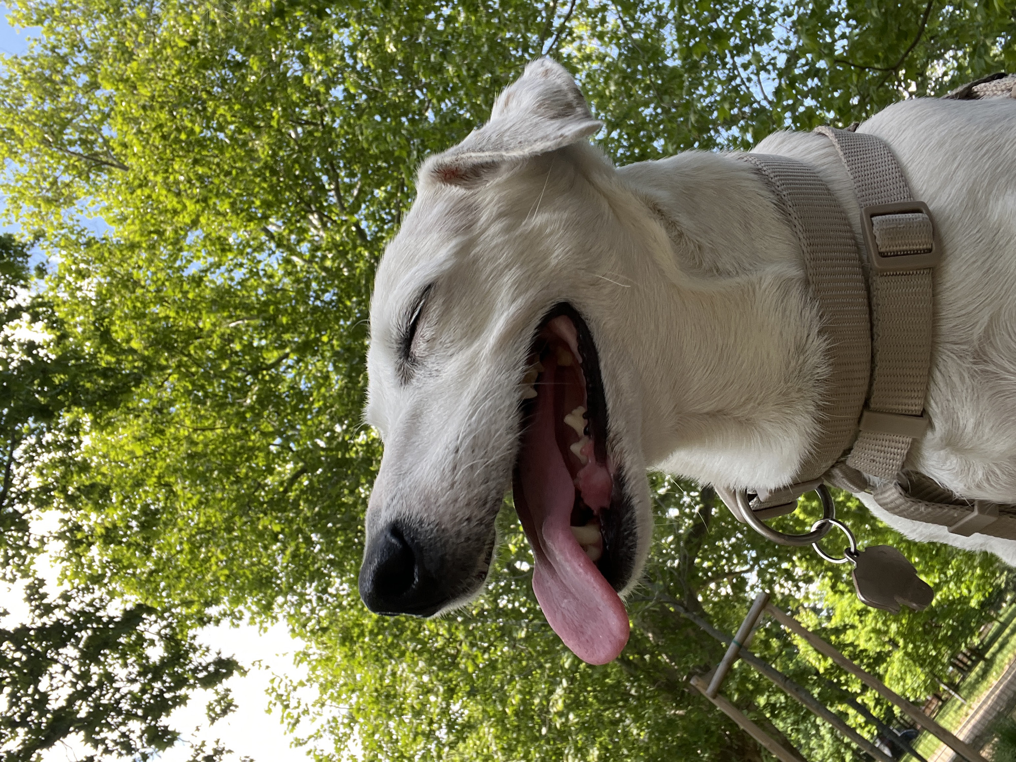 A low-angle, close-up photograph captures a happy white dog looking upwards against a backdrop of bright green tree canopies and a blue sky. The dog's head and upper body are visible, positioned off-center to the right. Its eyes are closed or squinting in apparent contentment or from the bright sunlight. Its mouth is wide open, revealing a long, pink tongue extended downwards and some teeth.
The dog wears a light tan or beige harness, visible across its chest and neck. A silver-colored D-ring is attached to the harness, from which a dark, dog-head-shaped metal tag hangs. The dog's fur is predominantly white, with some darker markings or dirt visible around its ear and nose area.
The background is filled with verdant green leaves of trees, illuminated by dappled sunlight, indicating a clear, sunny day. Patches of bright blue sky are visible through the foliage. A faint, light-colored wooden fence or railing can be seen in the lower right portion of the background, suggesting an outdoor setting like a park or garden. The overall impression is one of a cheerful dog enjoying a warm, sunny day in Milan, Italy. No visible text is present in the image.