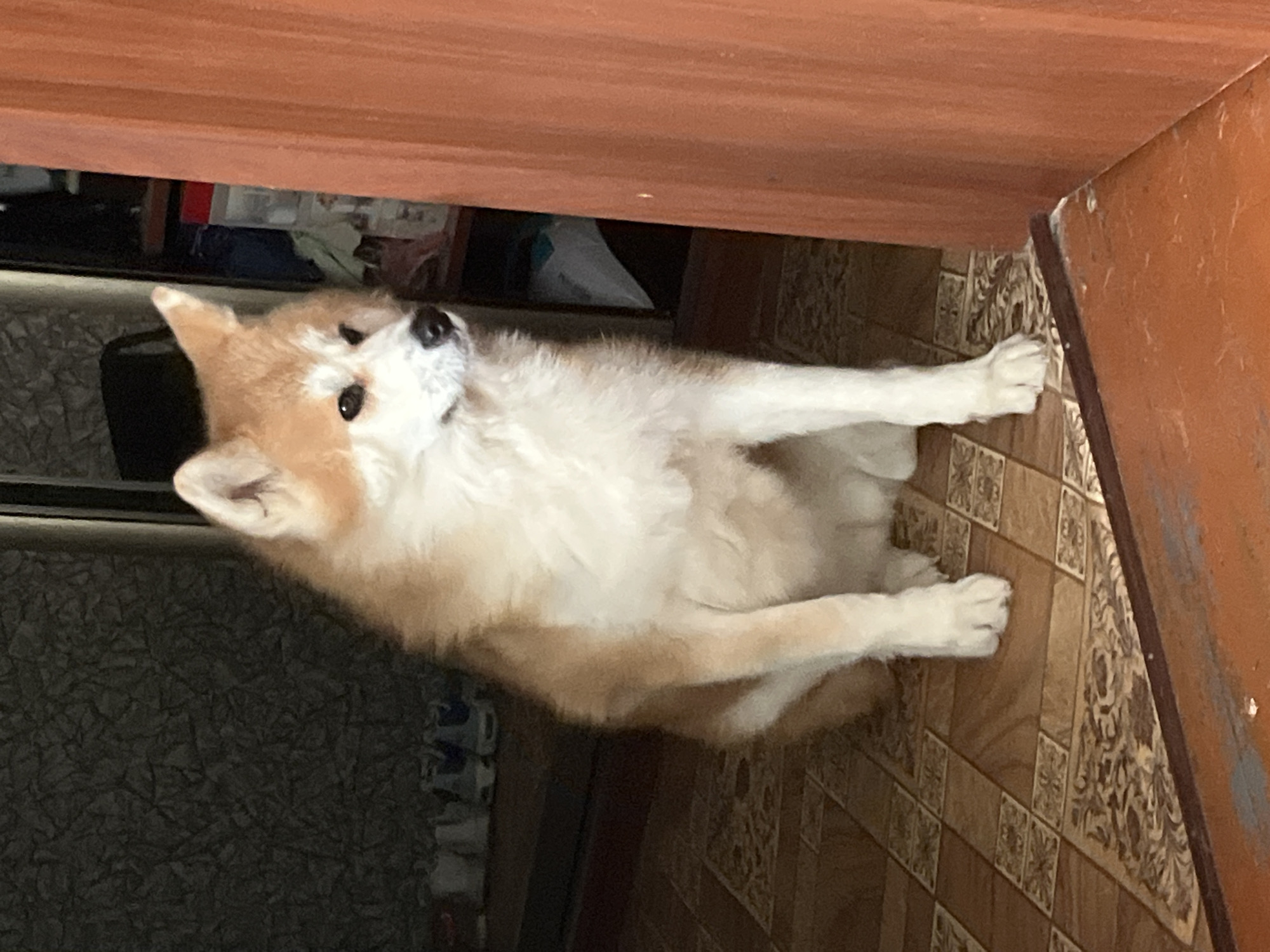 A medium shot shows a Shiba Inu dog sitting indoors on a patterned tile floor, facing to the right and slightly away from the camera. The dog has tan and white fur, pointed ears, and dark eyes. Behind the dog, a dark, textured wall is visible, along with a black bag and shelves stocked with various items, including a red-topped container. To the right of the dog, a wooden door frame is prominent. The flooring is composed of square tiles with a wood-like pattern and decorative inserts. The scene appears to be a domestic interior, potentially a hallway or entryway, within a residence. No specific location within Minsk, Belarus, can be determined from the visual information provided.
