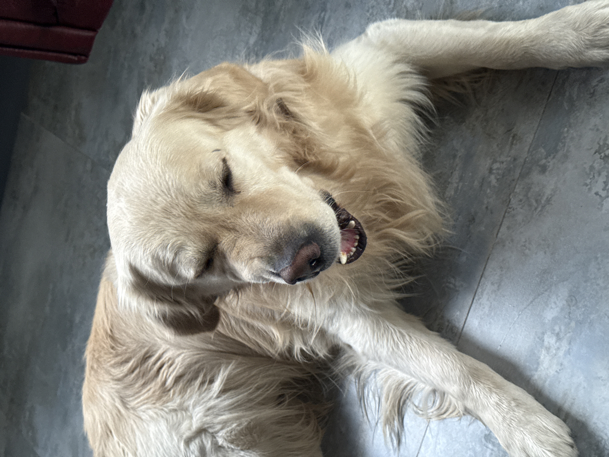 The media file features a light golden retriever dog lying on a grey tiled floor, likely indoors in Yerevan, Armenia. The dog is positioned diagonally across the frame, with its head oriented towards the upper left. Its eyes are gently closed, indicating it is resting, sleeping, or in a state of deep relaxation. Its mouth is slightly open, revealing some teeth and a dark pink gum, contributing to an overall impression of comfort and ease. The dog's fur is thick and wavy, displaying various shades of cream and light gold, characteristic of the breed.
In the top left corner of the image, a glimpse of a dark red object is visible, possibly a piece of furniture such as a couch or chair, suggesting a domestic setting. The floor beneath the dog is composed of large, square or rectangular grey tiles with subtle variations in tone and visible grout lines, reflecting ambient light. The lighting in the image is bright and even, consistent with natural daylight filtering into an indoor space or well-distributed artificial illumination. The dog's relaxed posture and closed eyes convey a strong sense of peacefulness and contentment. There is no visible text in the image.