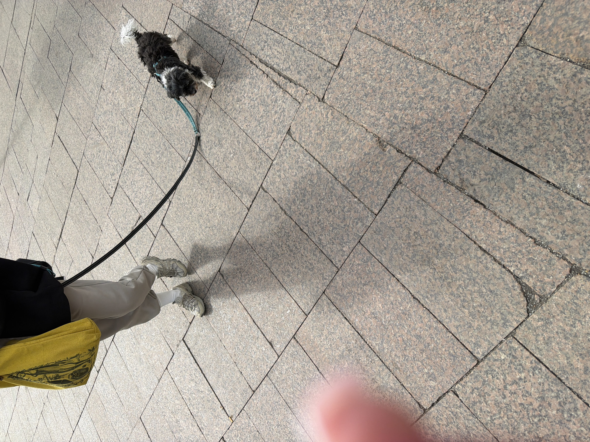 A black and white dog lies on a leash on a pedestrian walkway paved with rectangular stone blocks. A person wearing grey pants, white socks, and grey sneakers holds the leash. They are also carrying a yellow tote bag. The location may be in Moscow, Russia, based on the characteristics of the pavement.