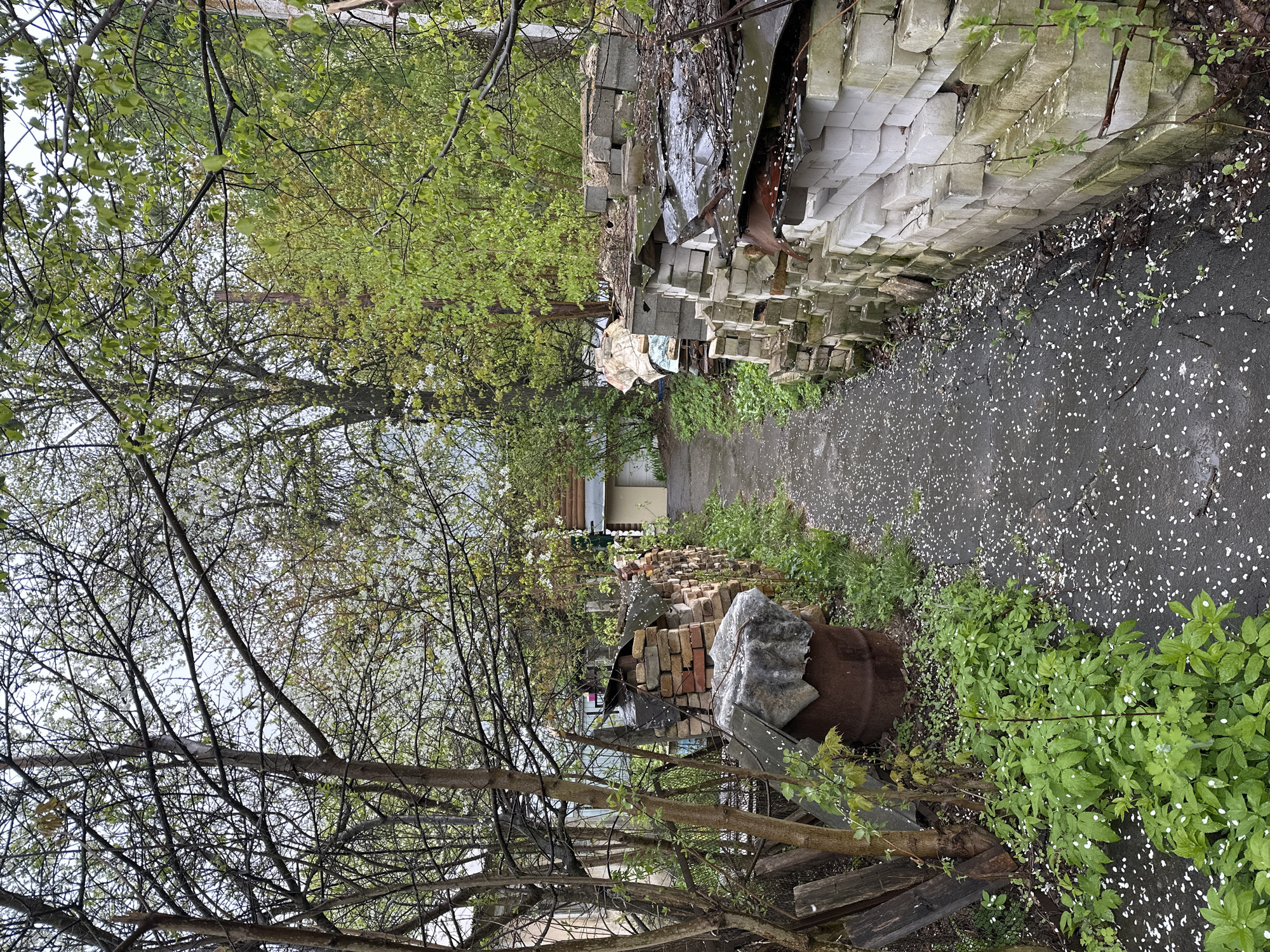 The image shows an alleyway in what appears to be a backyard or neglected area. The ground is paved with what looks like cracked asphalt covered in white flower petals. On the right side, there's a haphazard pile of white cinder blocks, interspersed with debris, scrap metal, and vegetation. On the left, there's a similar accumulation of debris, including bricks, a rusted barrel with a cover, and overgrown greenery. The alleyway is overgrown with vegetation, with trees and branches arching overhead, some in bloom. The general sense is one of disrepair and neglect. The image is a slightly rotated vertical composition. Without additional context, it's impossible to determine if the location is specifically in Nizhny Novgorod, Russia, or any other location.