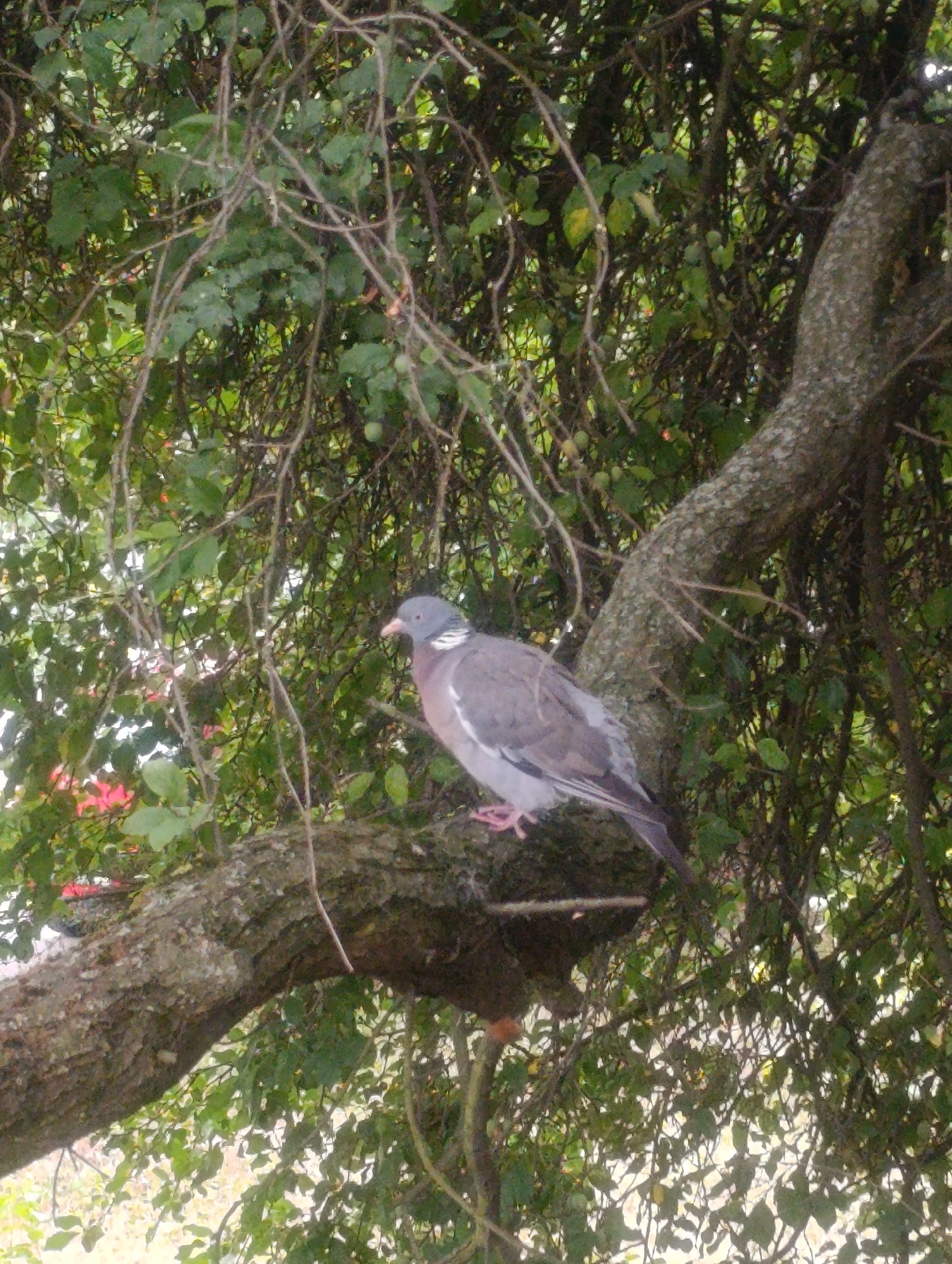 A pigeon stands on a branch of a tree, surrounded by foliage. The pigeon is predominantly gray with white markings on its neck and wings. Its beak is pink, and its legs are also pink. The tree branch is rough and textured, with many smaller twigs and leaves extending from it. The background is filled with the dense green leaves of the tree, creating a natural, outdoor setting. The image appears to be taken during the daytime, with natural light illuminating the scene. The pigeon is facing to the right of the frame, with its head slightly turned towards the viewer. There is no indication of the pigeon's activity other than standing on the branch. The overall scene is one of a common bird in its natural habitat within a wooded area.
