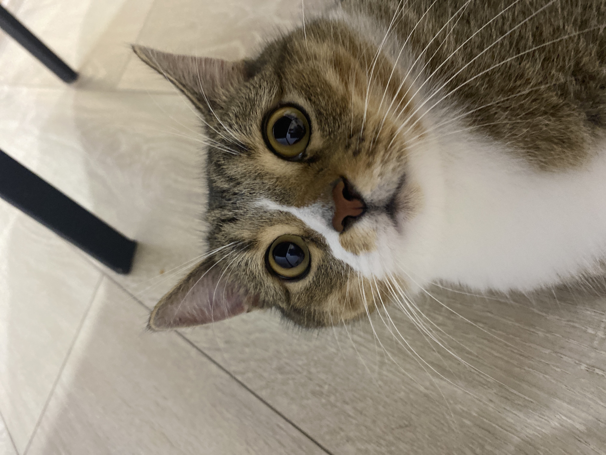 A close-up, eye-level shot focuses on the face of a tabby cat. The cat has large, round yellow eyes with dark pupils reflecting light. Its fur is a mix of brown, grey, and white, with a distinct white patch on its nose and chest. The cat's ears are pointed upwards, and its white whiskers are prominent. The background consists of a light-colored, wood-patterned floor and a dark, blurry object, possibly a chair leg, in the upper right quadrant. The lighting is even, and the image is sharp, highlighting the cat's features. The scene appears to be indoors.