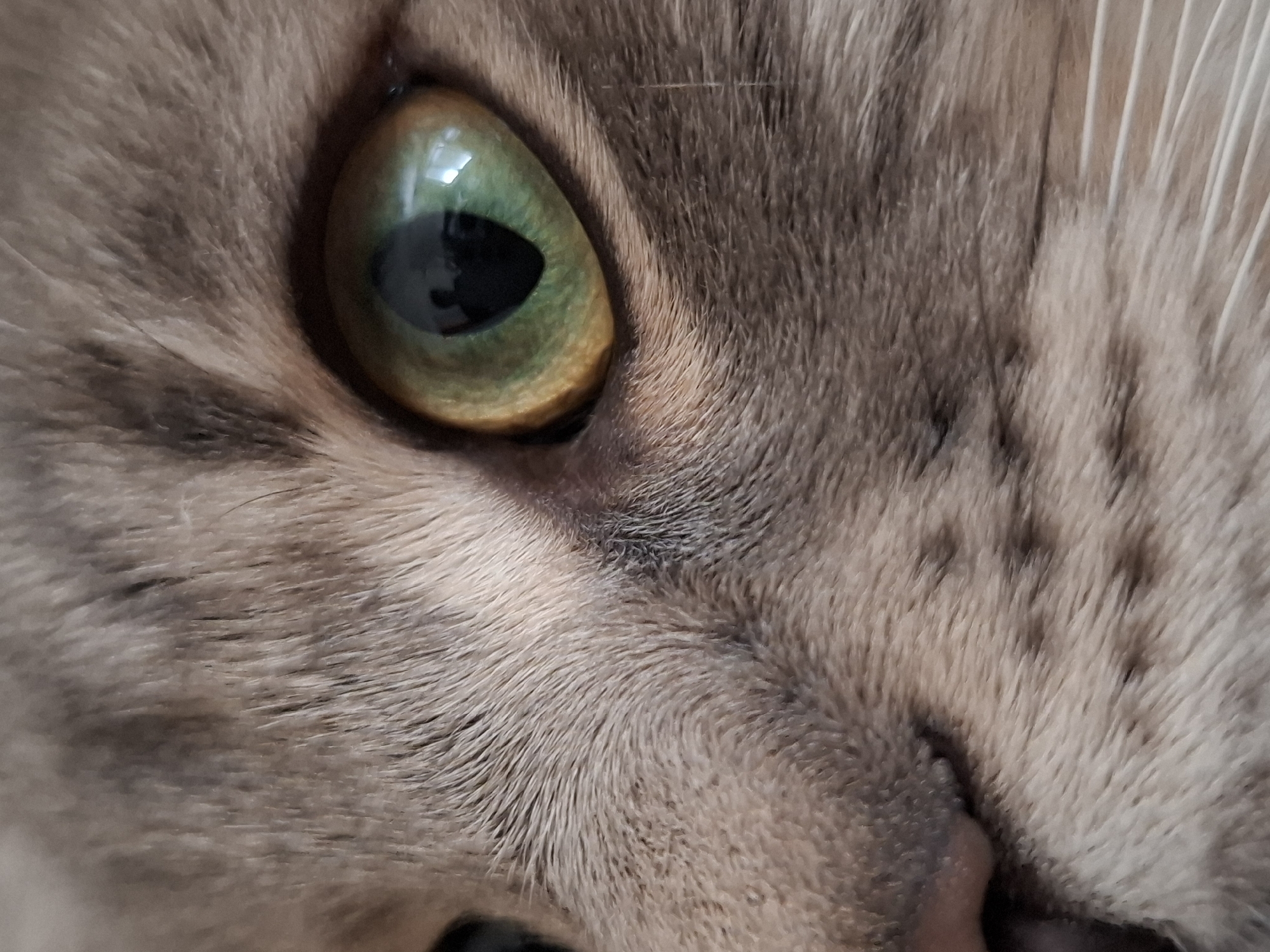 Close-up image of a cat's face, focusing on its green eye. The cat's fur is gray and light brown. The eye has a dark pupil and is surrounded by golden-brown coloration. The image does not provide any information about the location in Novi Sad, Serbia.