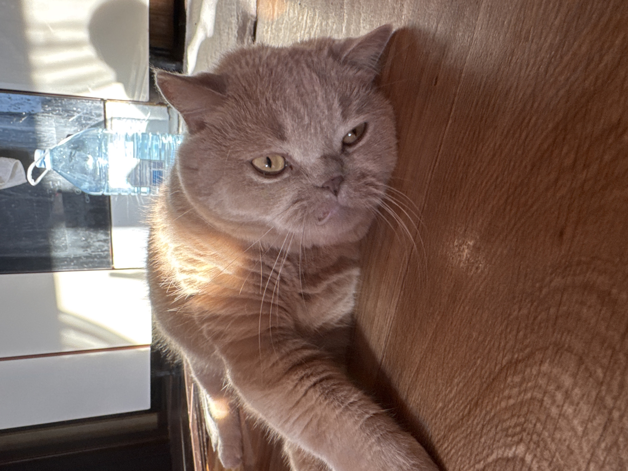 A light-colored, short-haired cat lies on a wooden floor, facing the camera with its head tilted. The cat has yellow eyes and light pink ears. The lighting suggests it is daytime, with sunlight casting shadows and highlights across the scene. In the background, a large clear plastic water bottle with a blue cap is visible, along with white vertical blinds. The environment appears to be indoors.