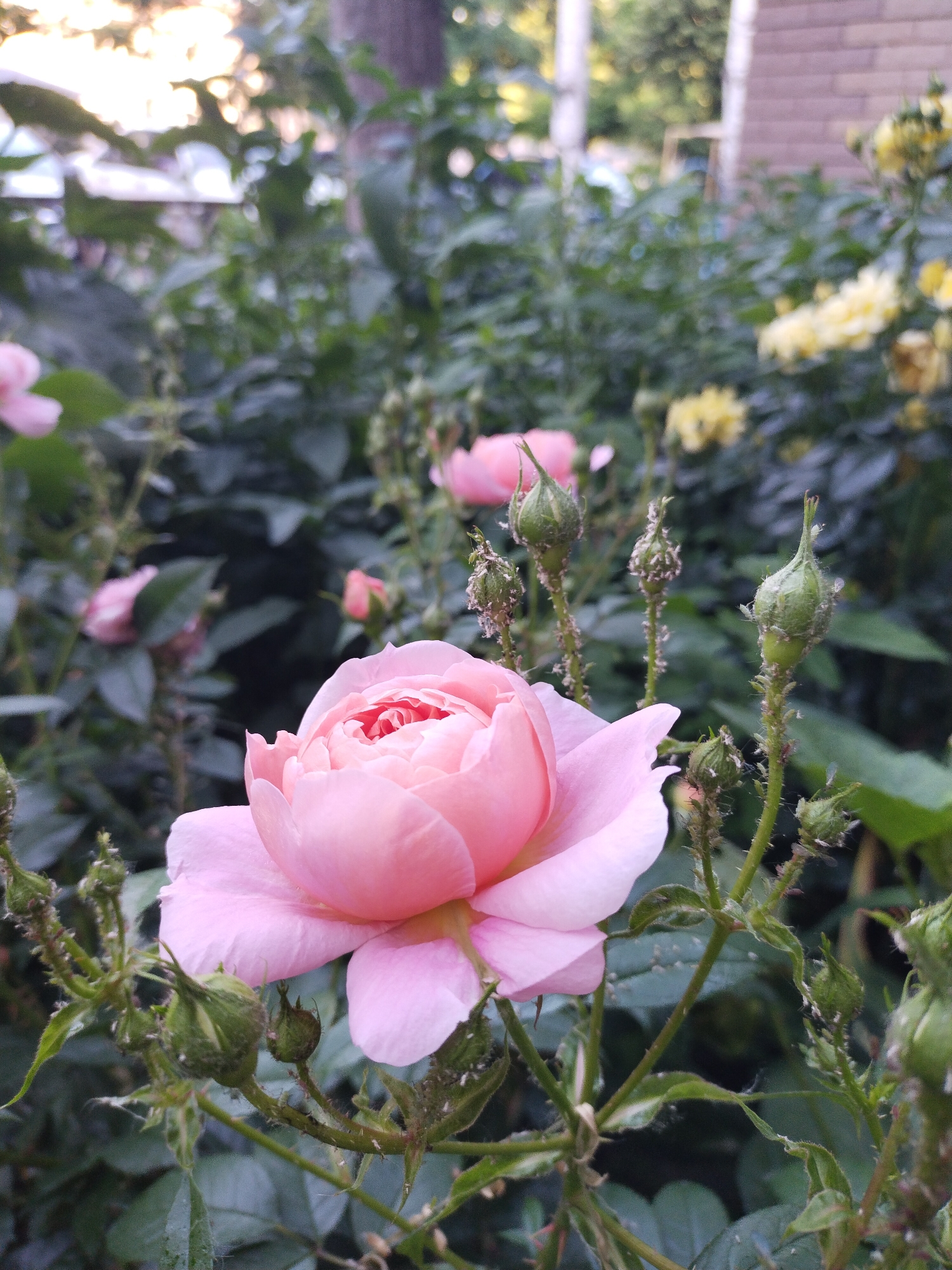 The image captures a detailed view of a light pink rose in full bloom, positioned in the lower-left portion of the frame, situated within a garden environment in the city of Horishni Plavni, Ukraine. The central rose displays numerous densely packed, cupped petals. Adjacent to and surrounding this bloom are multiple green rose buds and their associated stems, which are visibly infested with numerous small, light-colored insects, consistent with aphids; some white, shed exoskeletons are also present on the stems and buds. The surrounding rose foliage is green, with some leaves exhibiting slight curling or distortion. In the midground, additional out-of-focus pink rose blossoms are visible. The background consists of blurred green foliage from other plants or trees. Towards the upper-right quadrant, a section of a reddish-brown brick structure is partially visible, and out-of-focus yellow flowers are present further right. The scene is illuminated by soft, diffused natural light.