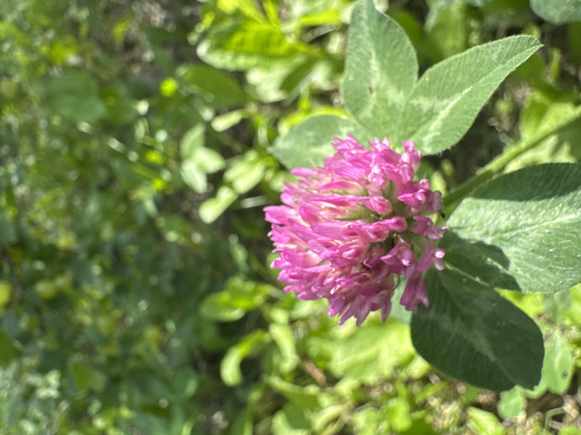 A close-up, eye-level, outdoor, natural light photograph focuses on a vibrant pink clover flower in the foreground. The clover flower is in sharp focus, exhibiting a spherical cluster of small florets. Three distinct clover leaves, one in the lower left and two to the right of the flower, are also clearly visible. These leaves are a deep green with lighter green vein patterns and a slightly fuzzy texture. The background is composed of out-of-focus green foliage, suggesting a grassy or wild plant environment. The overall impression is of a sunny day in a natural setting. The image does not depict any people or specific urban landmarks of Koklaisai, Kazakhstan.
