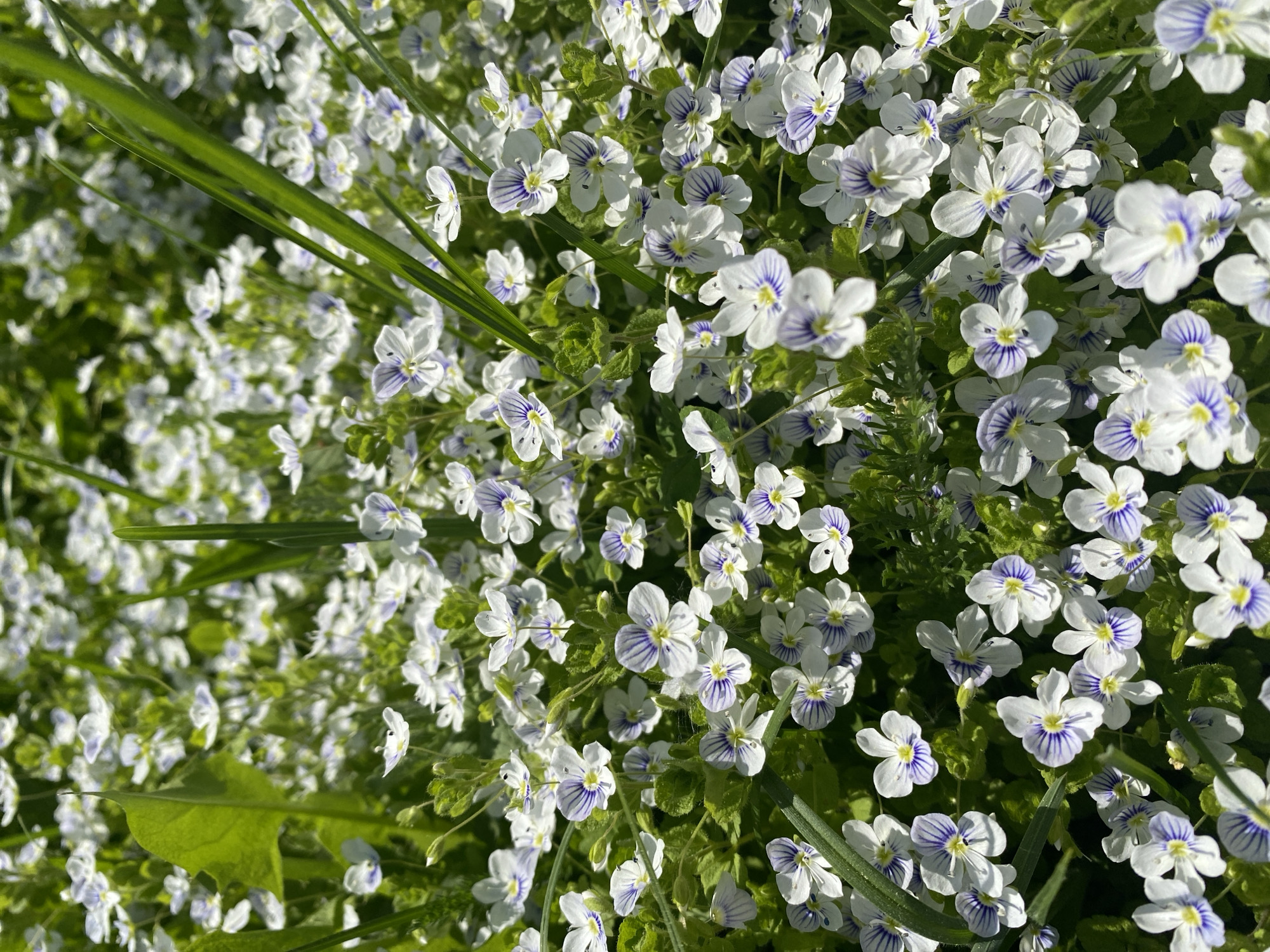 The image shows a dense cluster of small white flowers with light blue stripes on their petals. Green foliage is interspersed among the flowers, with a few blades of grass rising above the floral carpet. The image is brightly lit, suggesting it was taken outdoors in daylight. I have no knowledge that the image was taken in the city of Прикамский, Russia.
