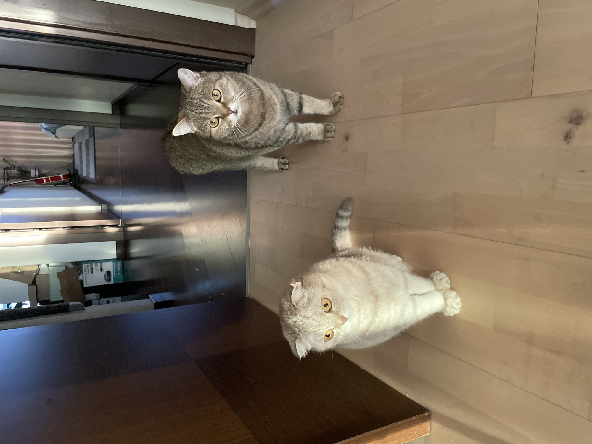 A top-down shot shows two cats indoors on a light wood floor. One cat, a gray tabby, faces upward near a doorway. The second cat, a light cream tabby with folded ears, is lying down with its tail raised. The location is difficult to identify as St. Petersburg, Russia based solely on this image.