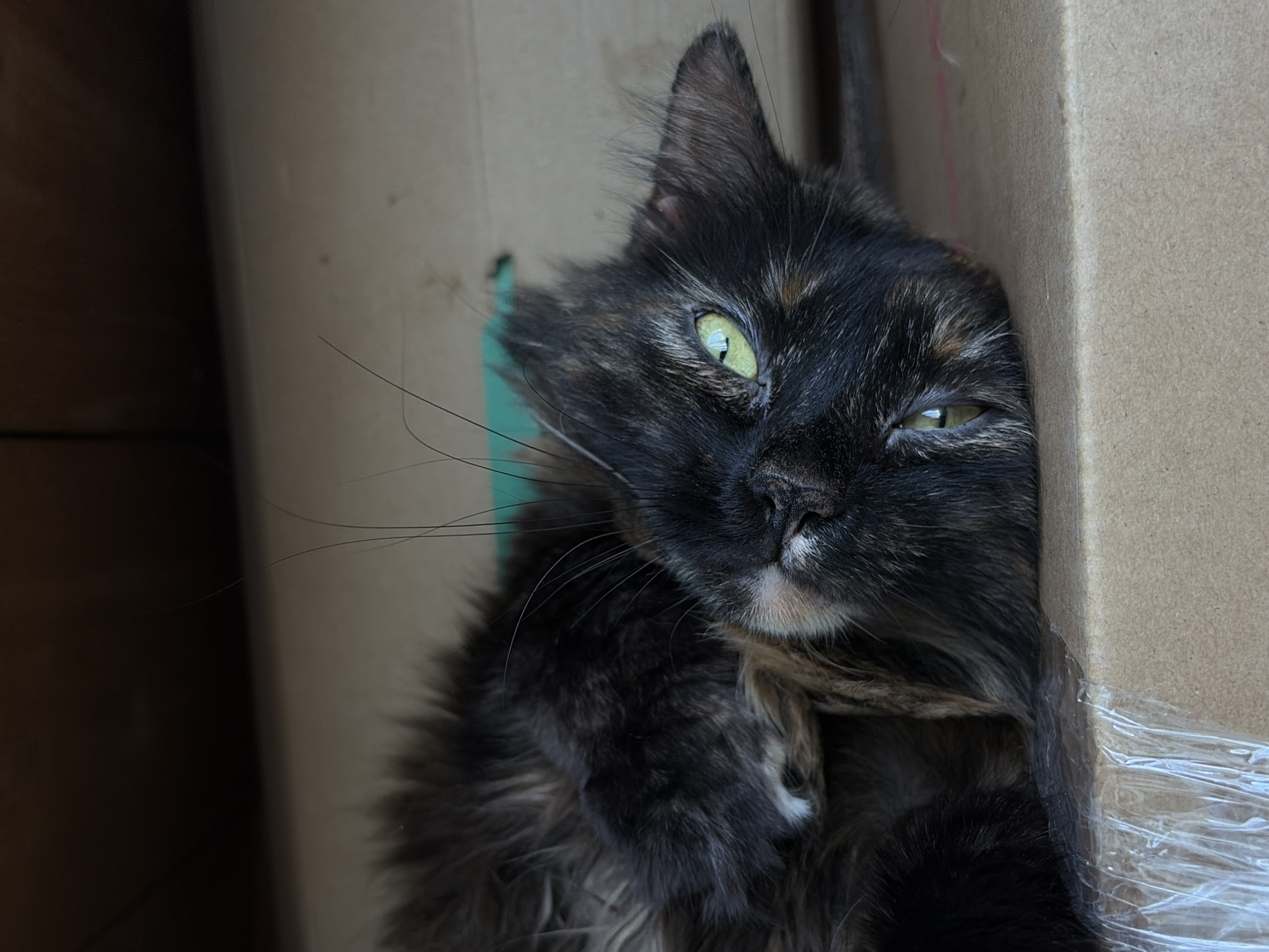 A tortoiseshell cat is lying on its side on a cardboard surface, appearing relaxed or possibly asleep. The cat has green eyes and long, dark fur with patches of orange and black. It is positioned within what appears to be a box or enclosed space, indicated by the dark background and the cardboard surface it rests on. The cardboard is taped with clear plastic tape in the lower left corner. There are no people visible in the image. The image does not provide any information about the specific location in Kyiv, Ukraine.