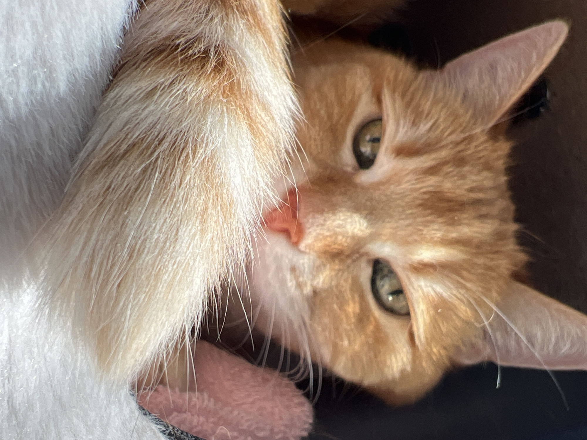 An orange tabby cat is nestled in a dark enclosure with a pink fuzzy object and a white fluffy blanket. The cat's head is tilted, and its green eyes are partially closed, giving it a relaxed or sleepy appearance. Its tail, also orange and white striped, is wrapped around its body. The cat's nose is a soft pink. The lighting is dim, and the focus is on the cat's face and tail.