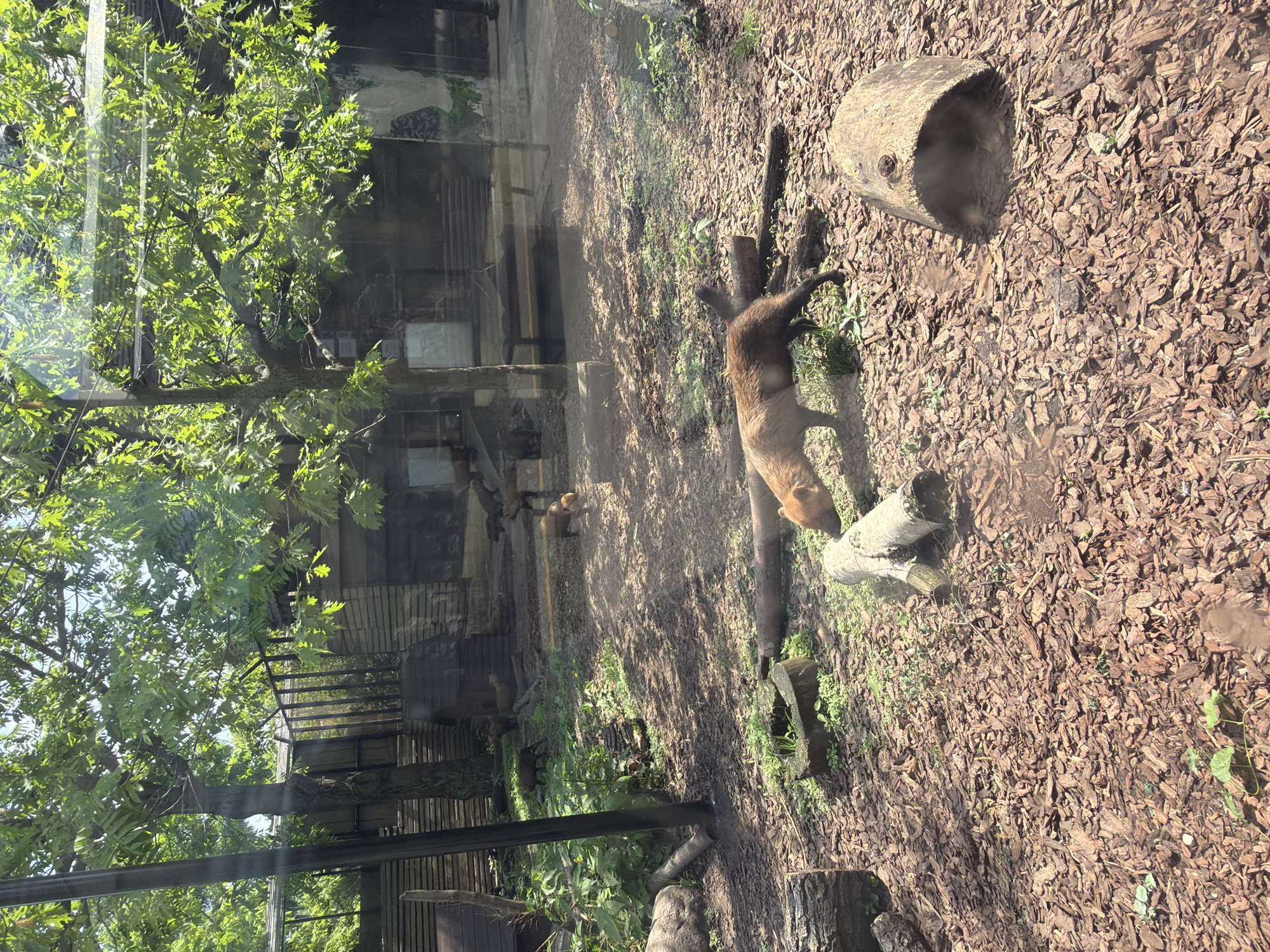 The image depicts a zoo exhibit, likely in Moscow, Russia, given the request. The exhibit appears to house bush dogs. One bush dog is seen standing over a log, its head visible. Another is observable in the background near a structure. The ground cover consists of wood chips, with additional wooden structures and logs scattered throughout the enclosure. A tree stands to the left, partly obscured by reflections from the viewing glass.
