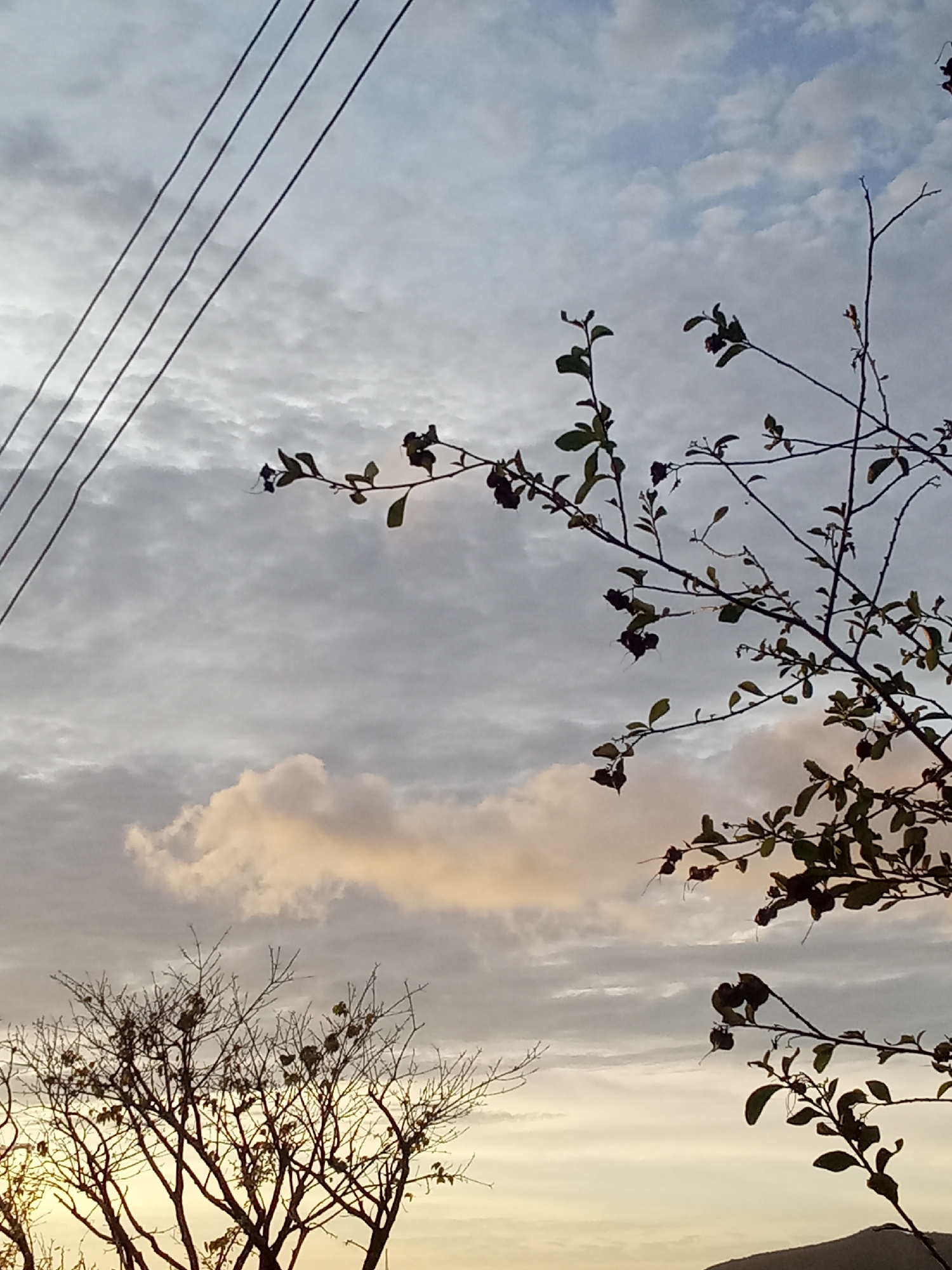 The image captures a sky at dusk in Juan Griego, Venezuela. The sky is filled with altocumulus clouds, some catching the golden light of the setting sun. In the foreground, tree branches and bare tree silhouettes are visible. Power lines are seen in the upper left corner. A hill is visible in the horizon.