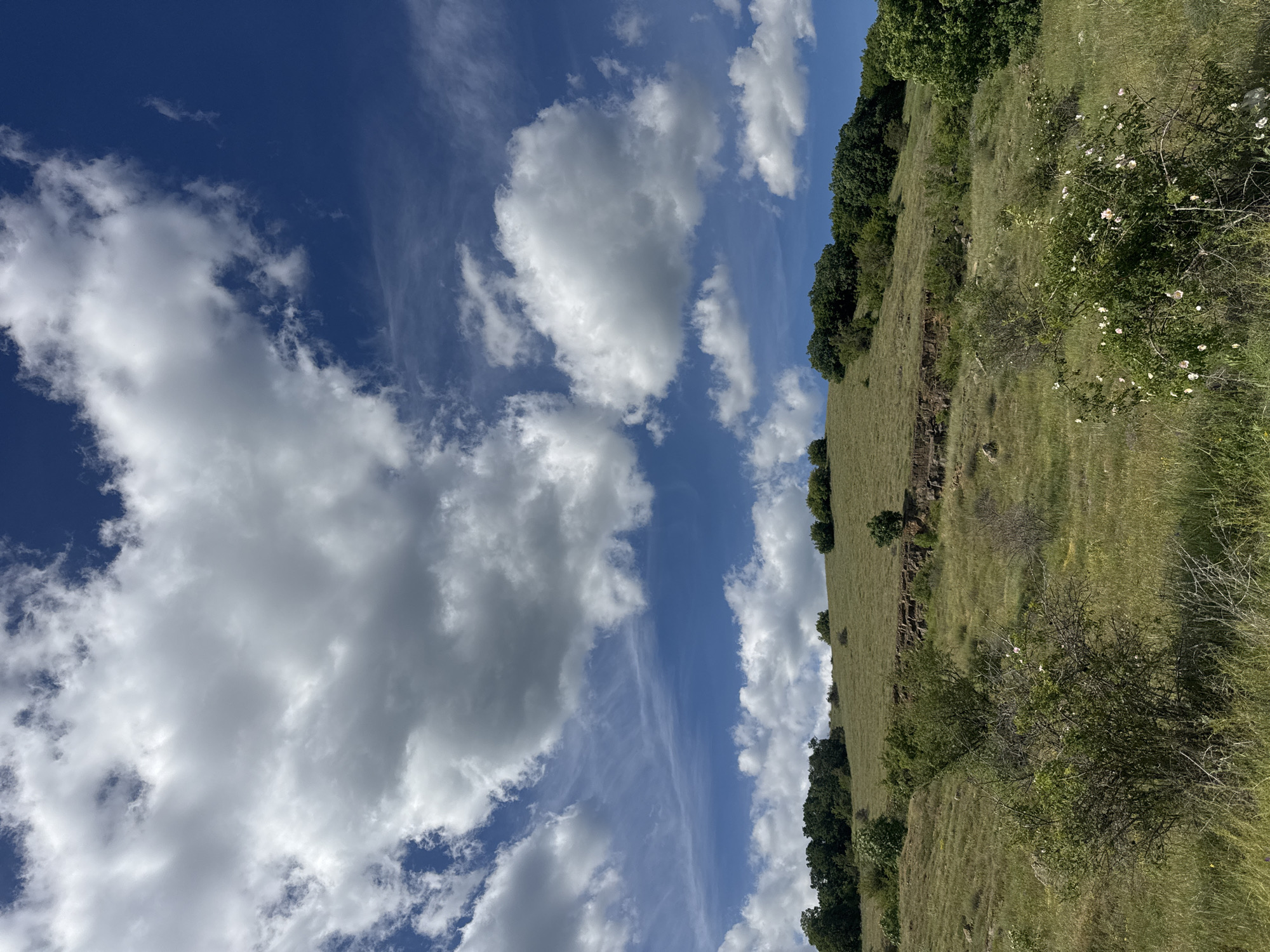 The image shows a landscape view under a blue sky with scattered white clouds. A grassy hillside occupies the right side of the frame, with a mix of trees and shrubs along its upper edge and some rocky outcrops visible. There are small white flowers growing on the hillside. The location is likely in the area of Dragovishtitsa, Bulgaria, based on the prompt, but no specific landmarks are visible to confirm this. There are no people visible in the image.