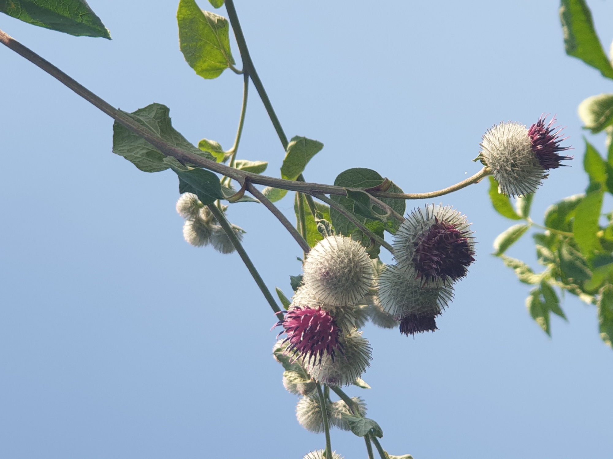 In Lozovyi Yar, Ukraine, on a clear day, a close-up shot captures a branch of burdock with several developing seed heads and one blooming flower against a bright blue sky. The burdock plant, characterized by its spiky seed heads and vibrant purple flower, is positioned in the mid-ground. The foreground and background show blurred green foliage and stems. The image focuses on the texture and detail of the burdock, highlighting its natural beauty.