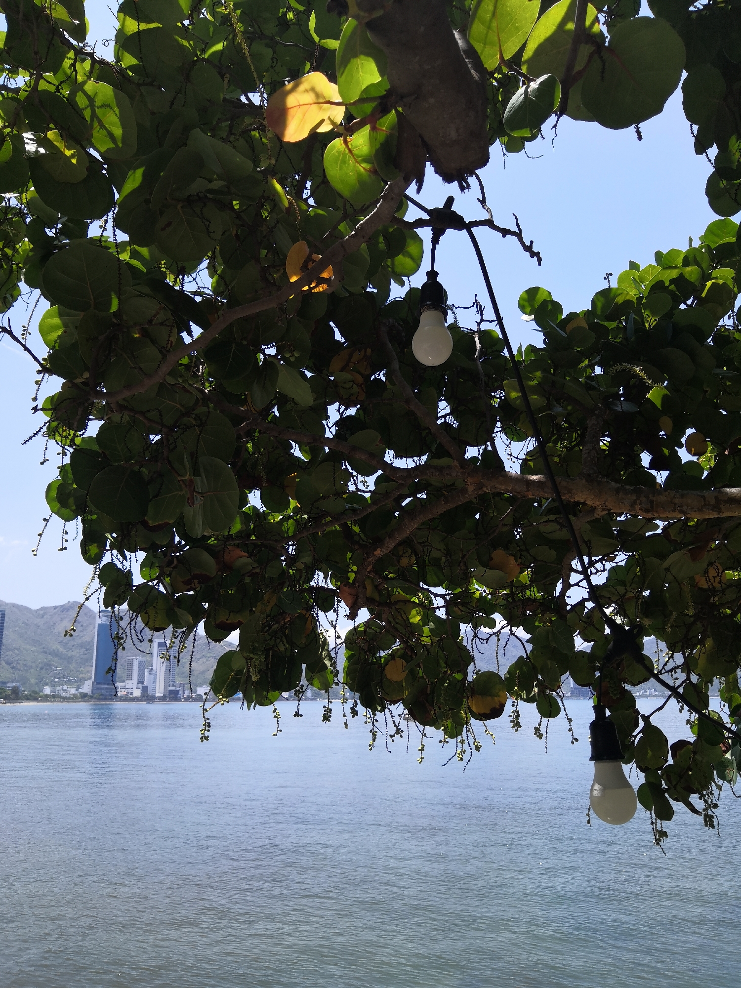 The image captures a coastal landscape in Bac Nha Trang Ward, Vietnam, framed by the dense foliage of a tree in the foreground. The tree, likely a sea grape, features numerous large, rounded green leaves, some illuminated by sunlight to reveal a yellowish tint, and many small, light-colored, spherical fruits or flowers hanging in long strands. Two white, teardrop-shaped light bulbs are suspended from dark wires attached to the tree branches, with one positioned in the upper left and another in the lower right of the frame. Below the tree, a calm body of water, likely a bay or ocean, stretches across the midground under a bright blue sky. In the background, a distant city skyline with multiple modern high-rise buildings lines the coast, backed by large, green mountains. No individuals are visible in the scene. The setting suggests a clear, sunny daytime environment.
